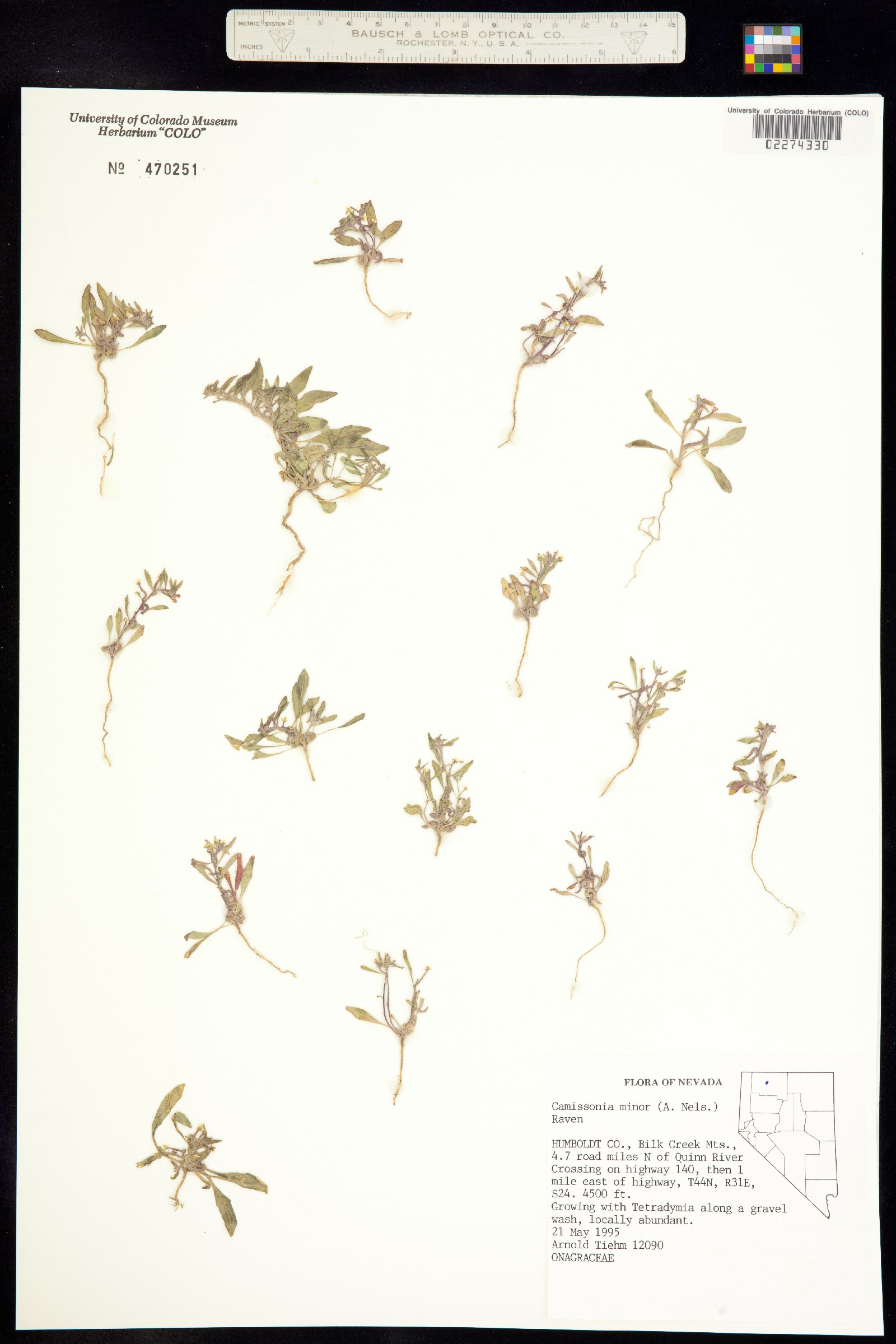 Eremothera minor image