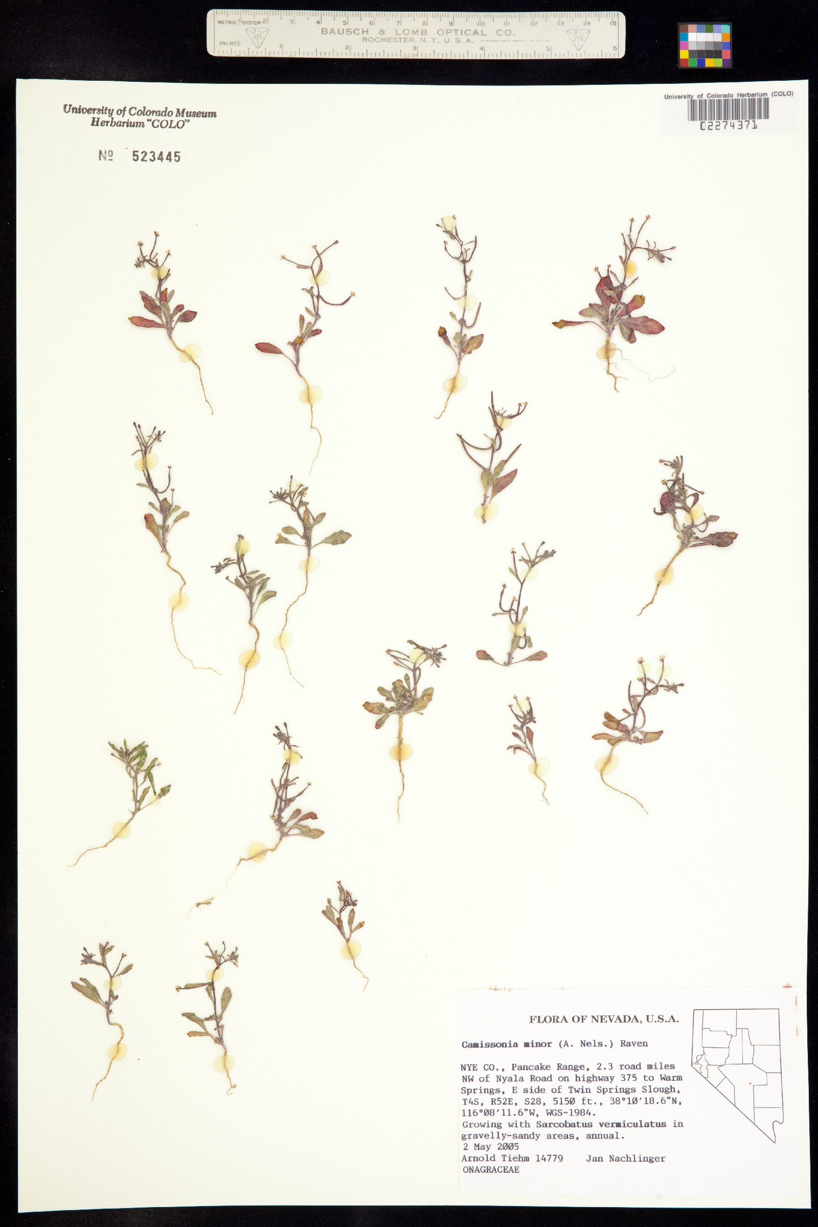 Eremothera minor image