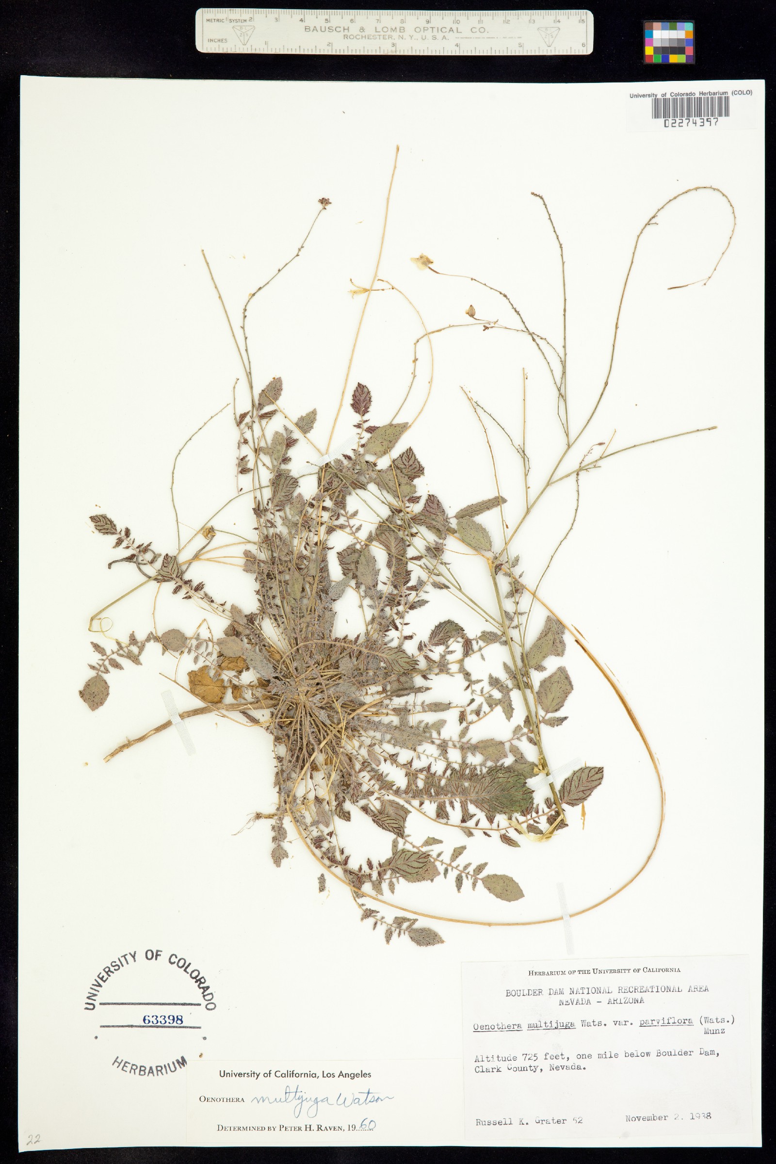 Chylismia multijuga image