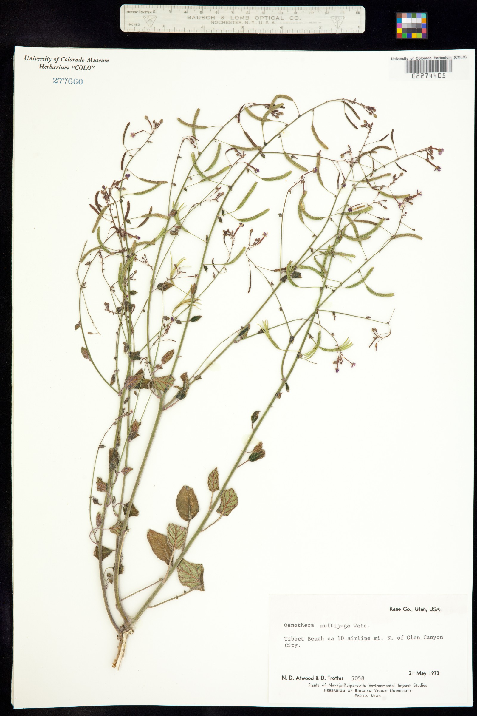 Chylismia multijuga image