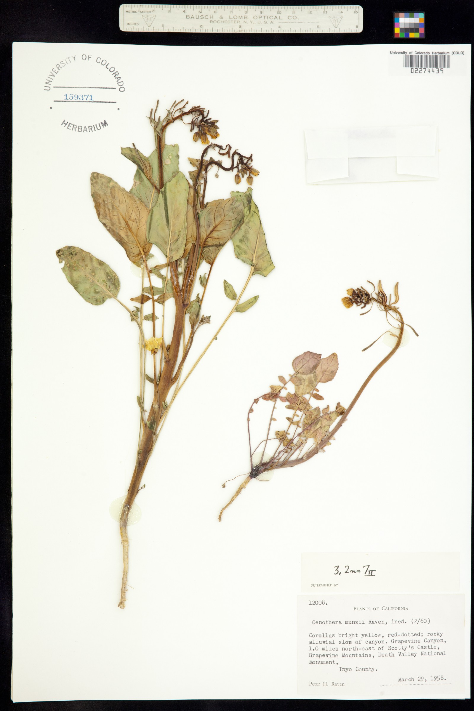 Chylismia munzii image