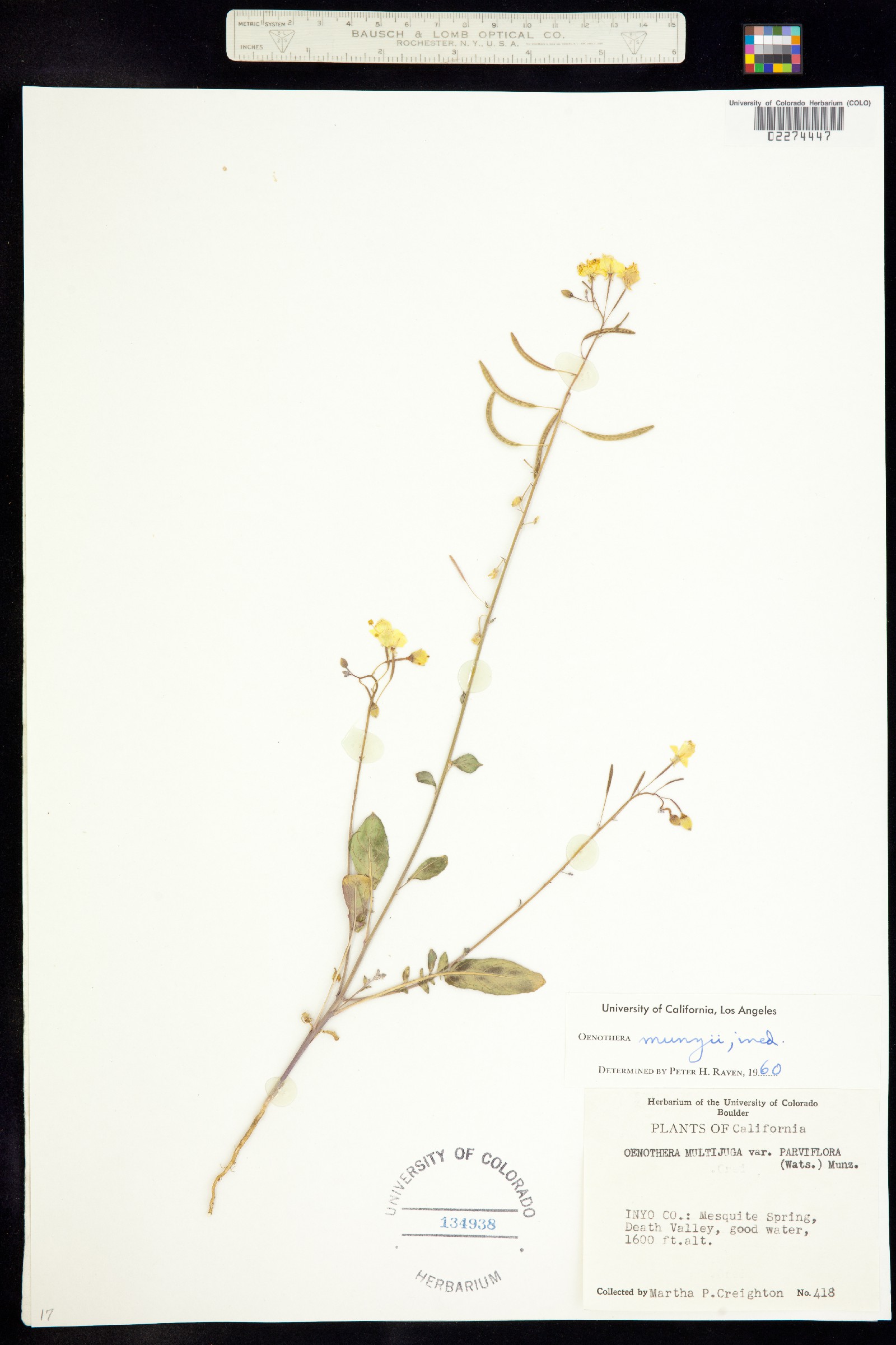 Chylismia munzii image