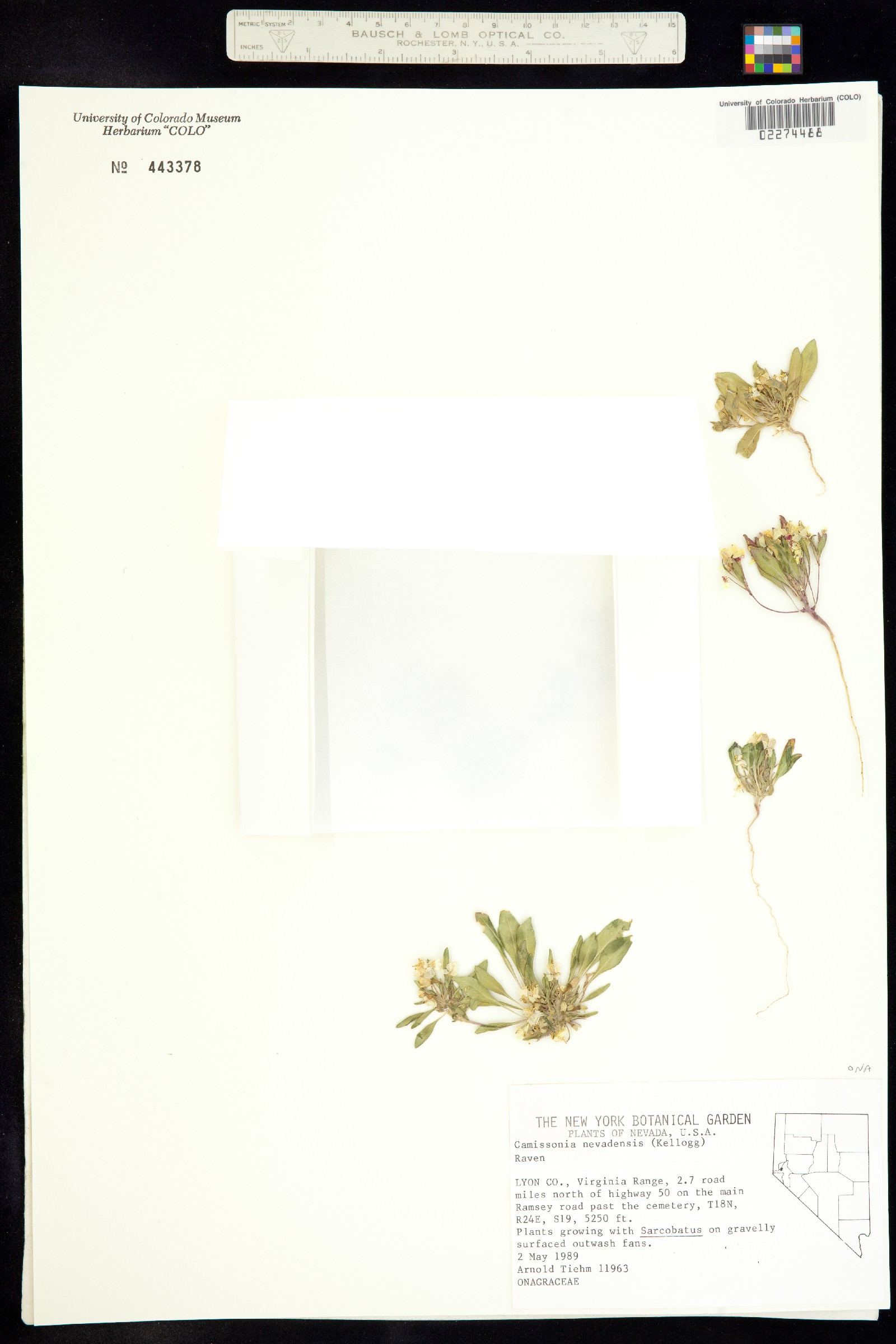 Eremothera nevadensis image