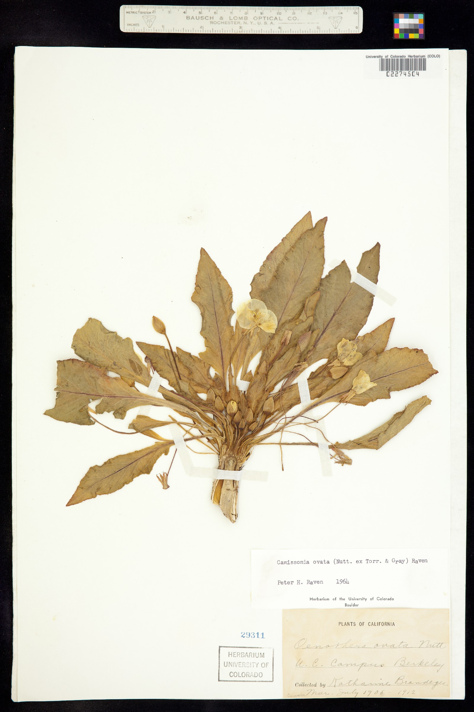 Taraxia ovata image