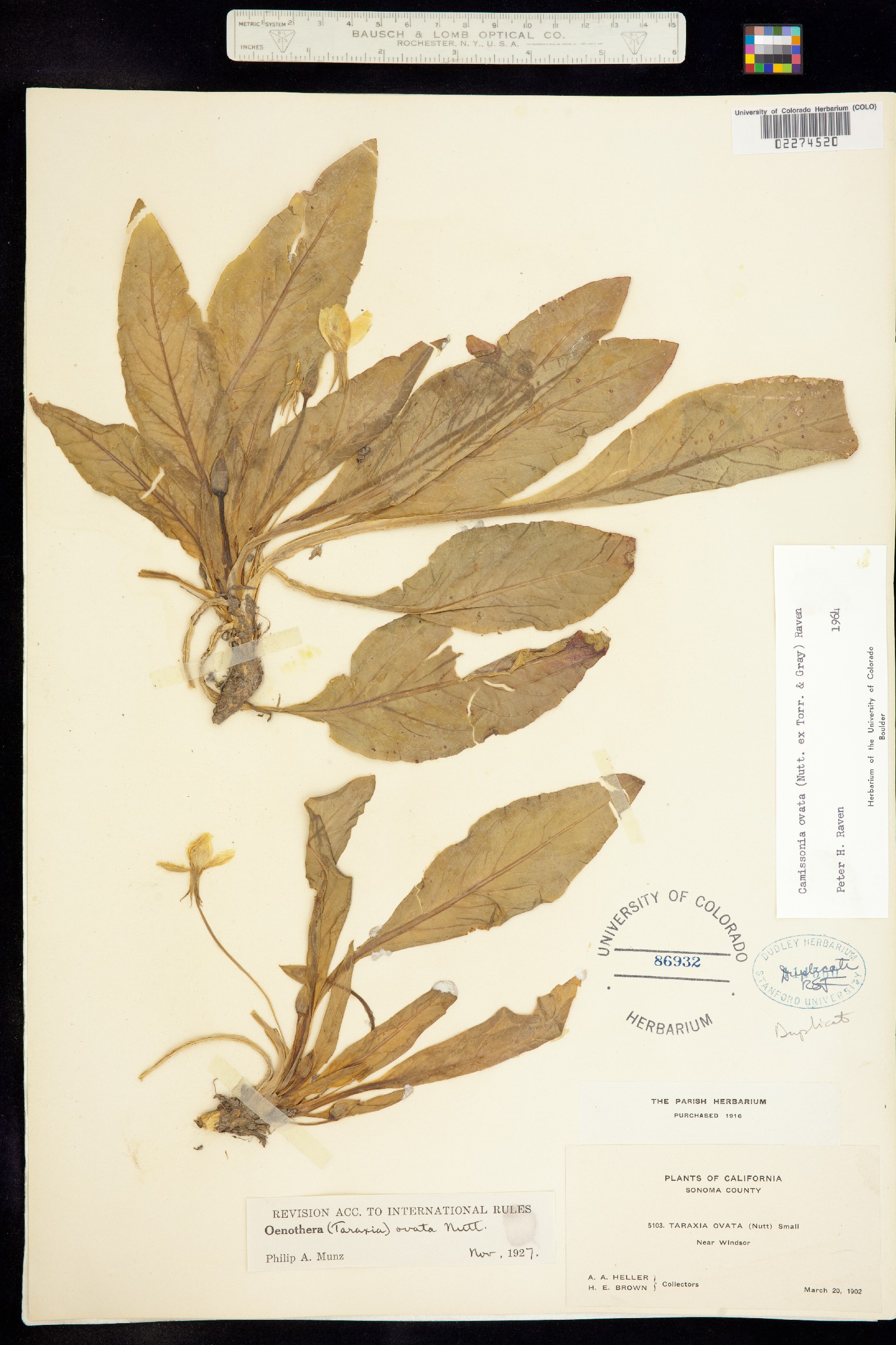Taraxia ovata image