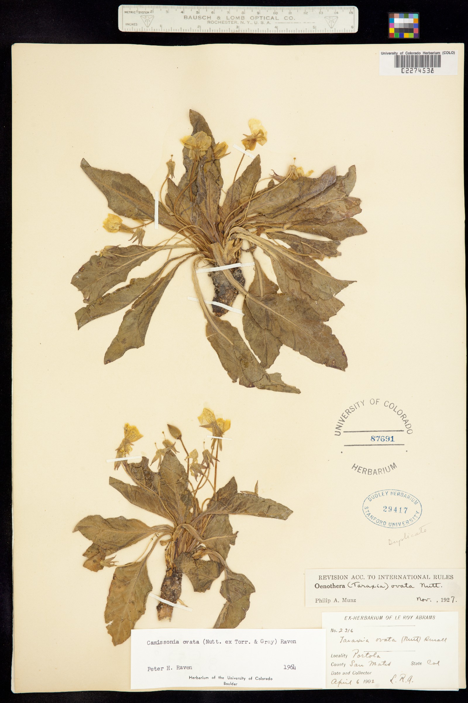 Taraxia ovata image