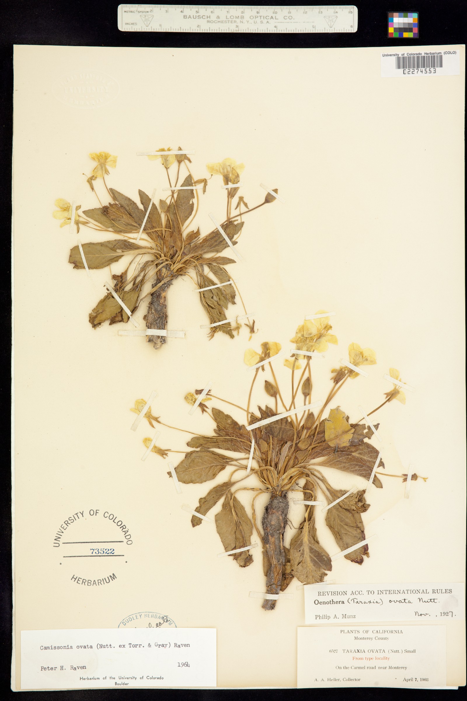 Taraxia ovata image