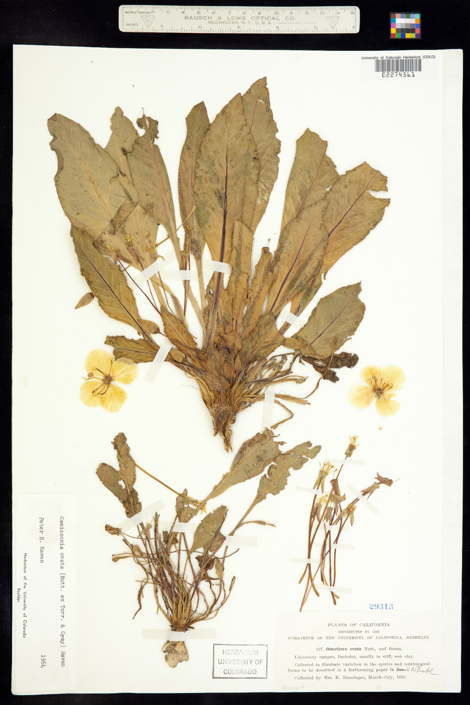 Taraxia ovata image