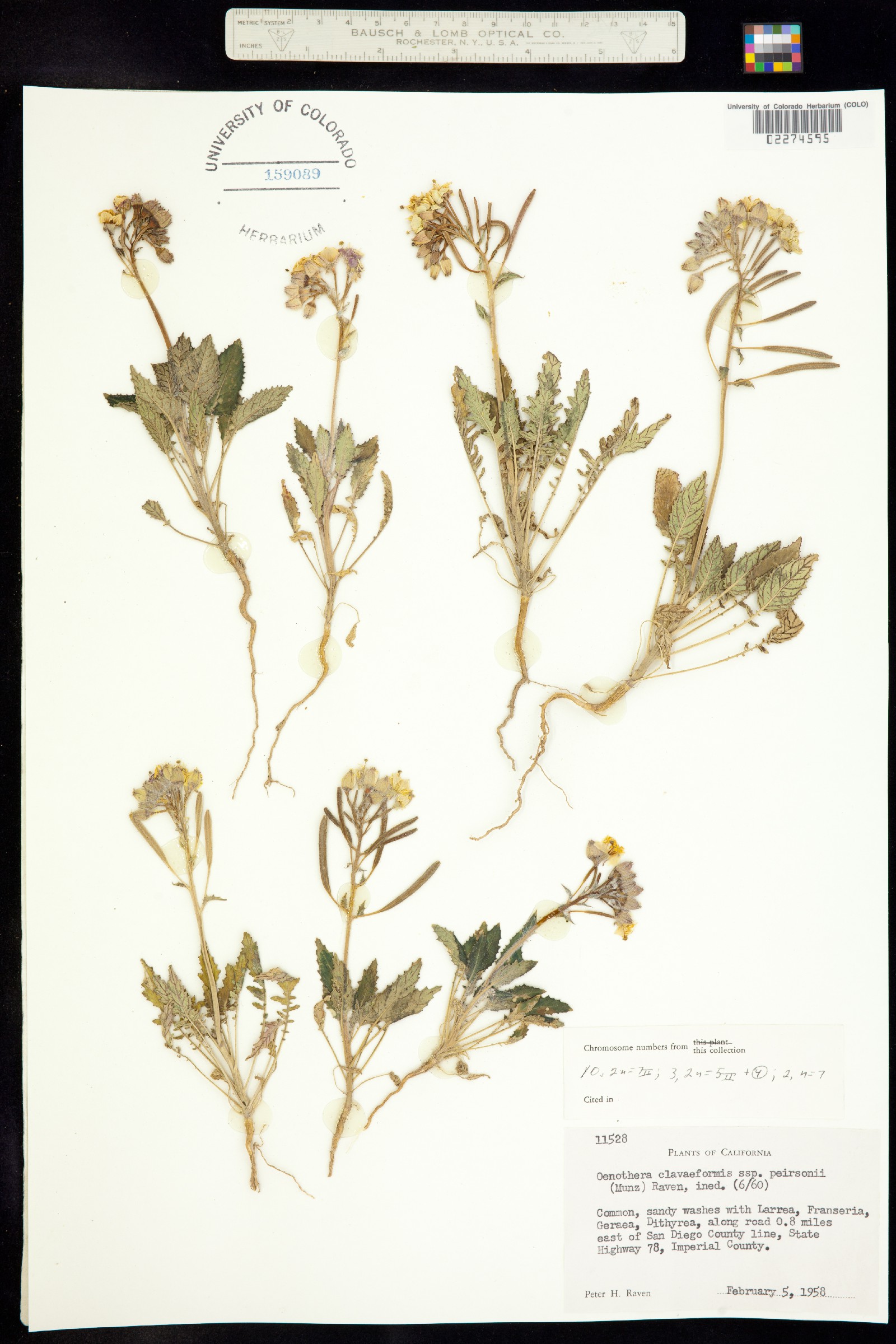 Chylismia claviformis image