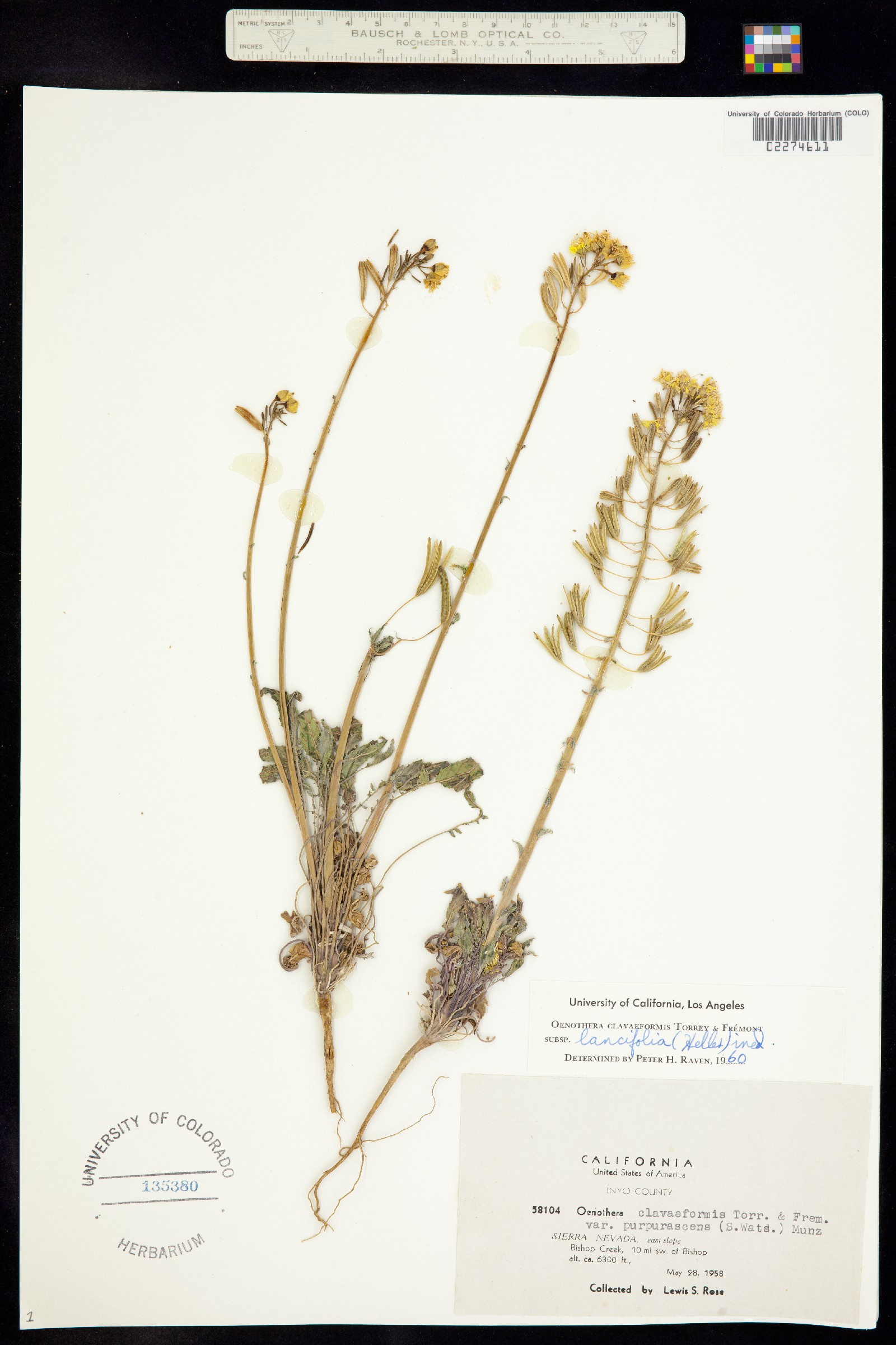 Chylismia claviformis ssp. claviformis image