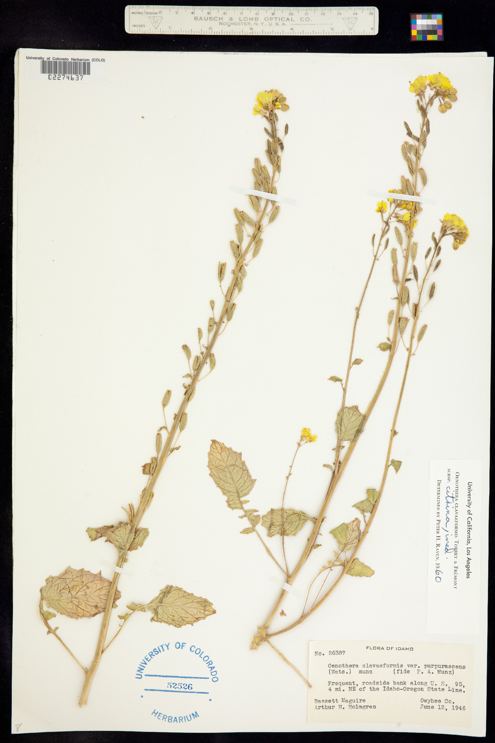 Chylismia claviformis image