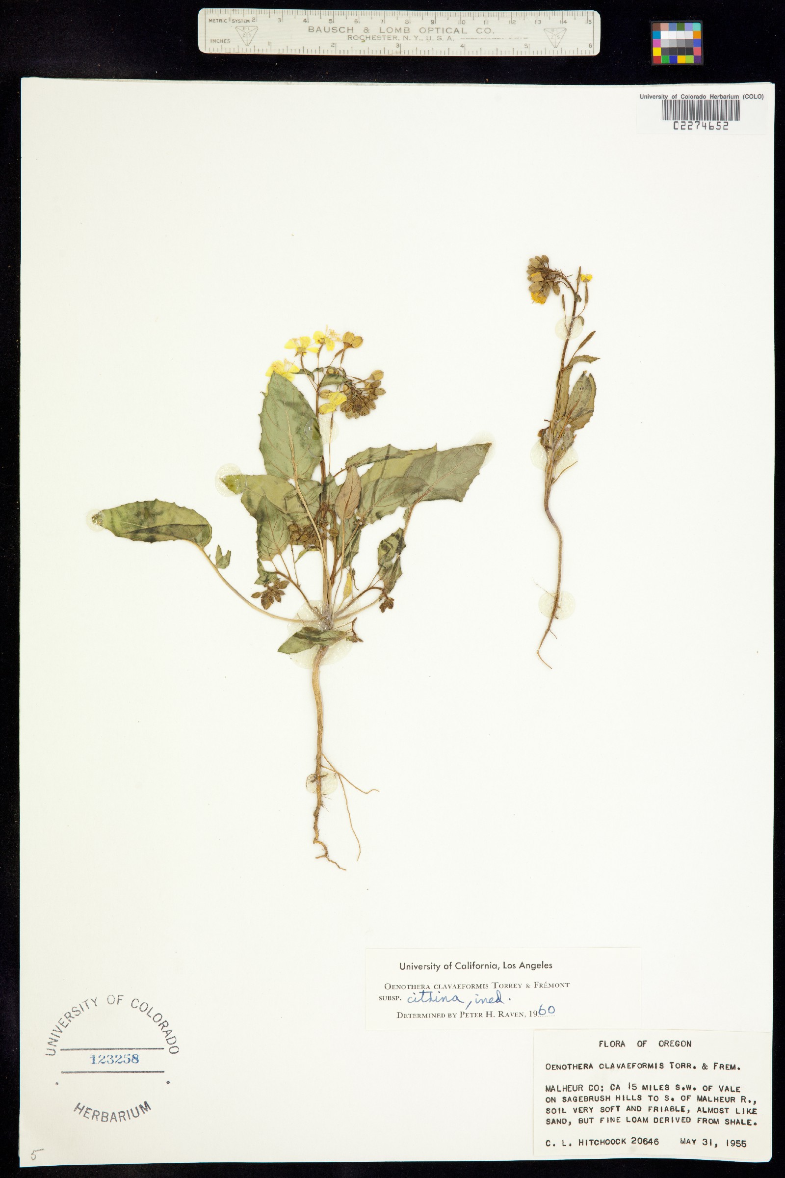 Chylismia claviformis ssp. claviformis image