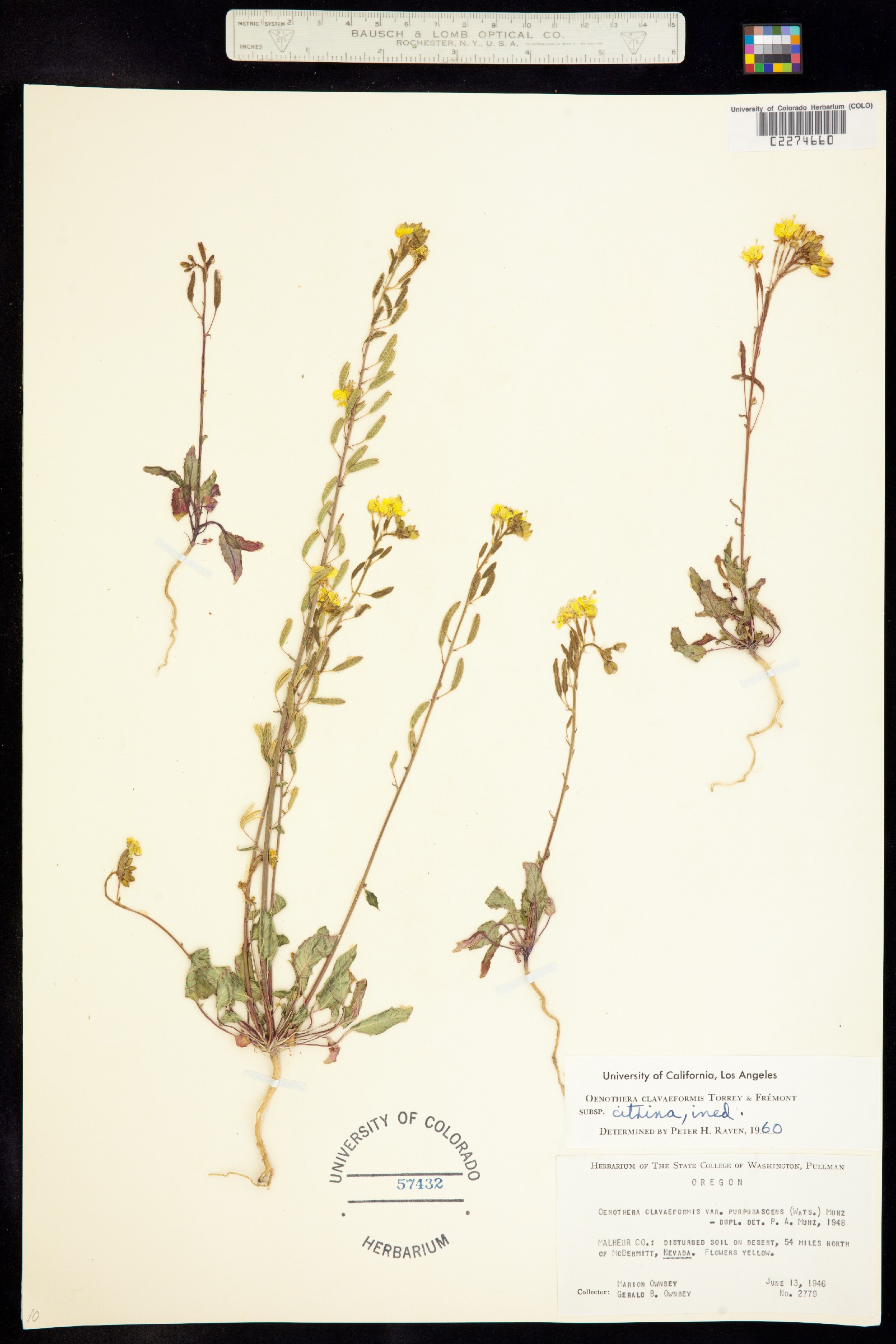 Chylismia claviformis image