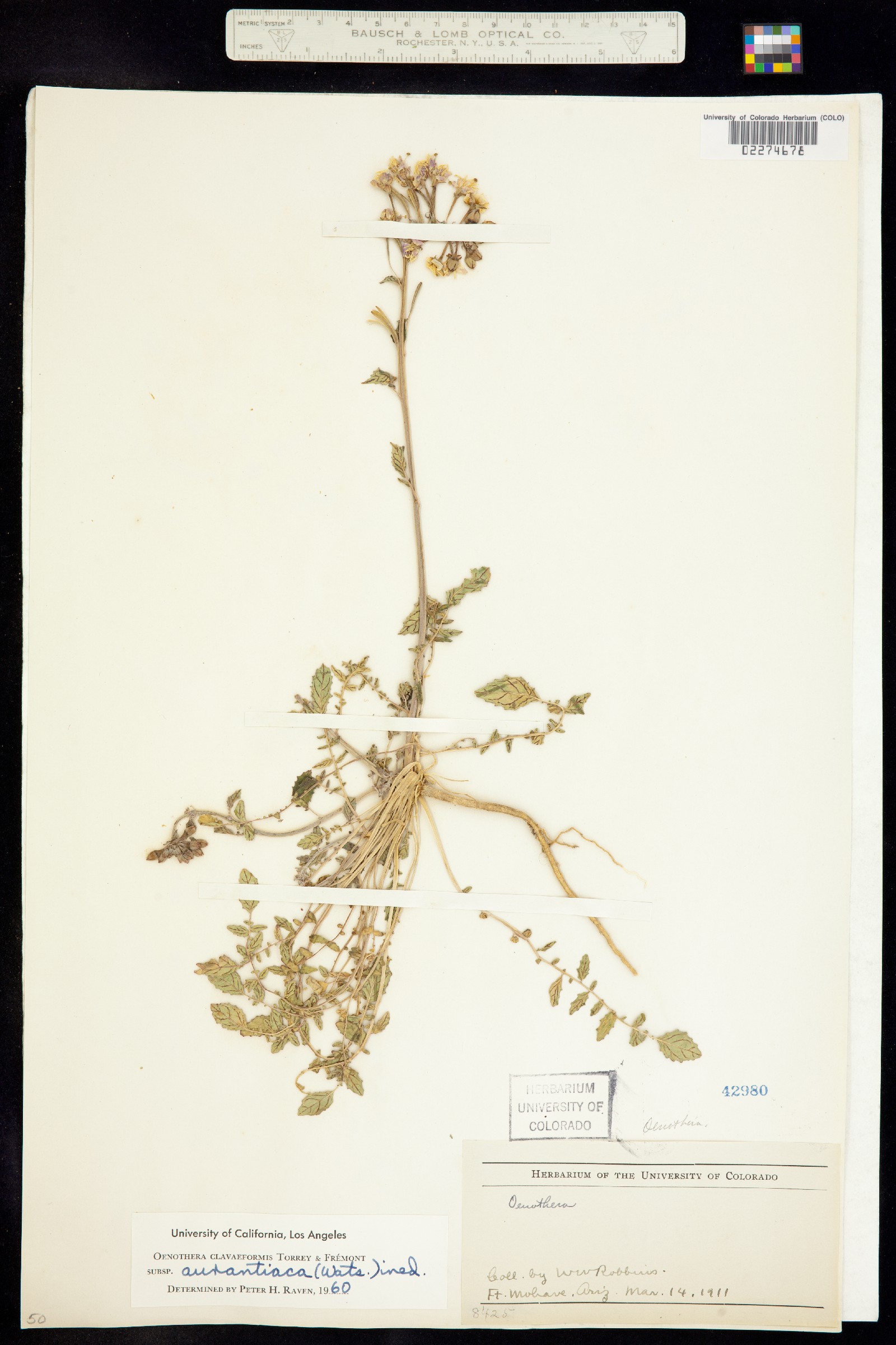 Chylismia claviformis image