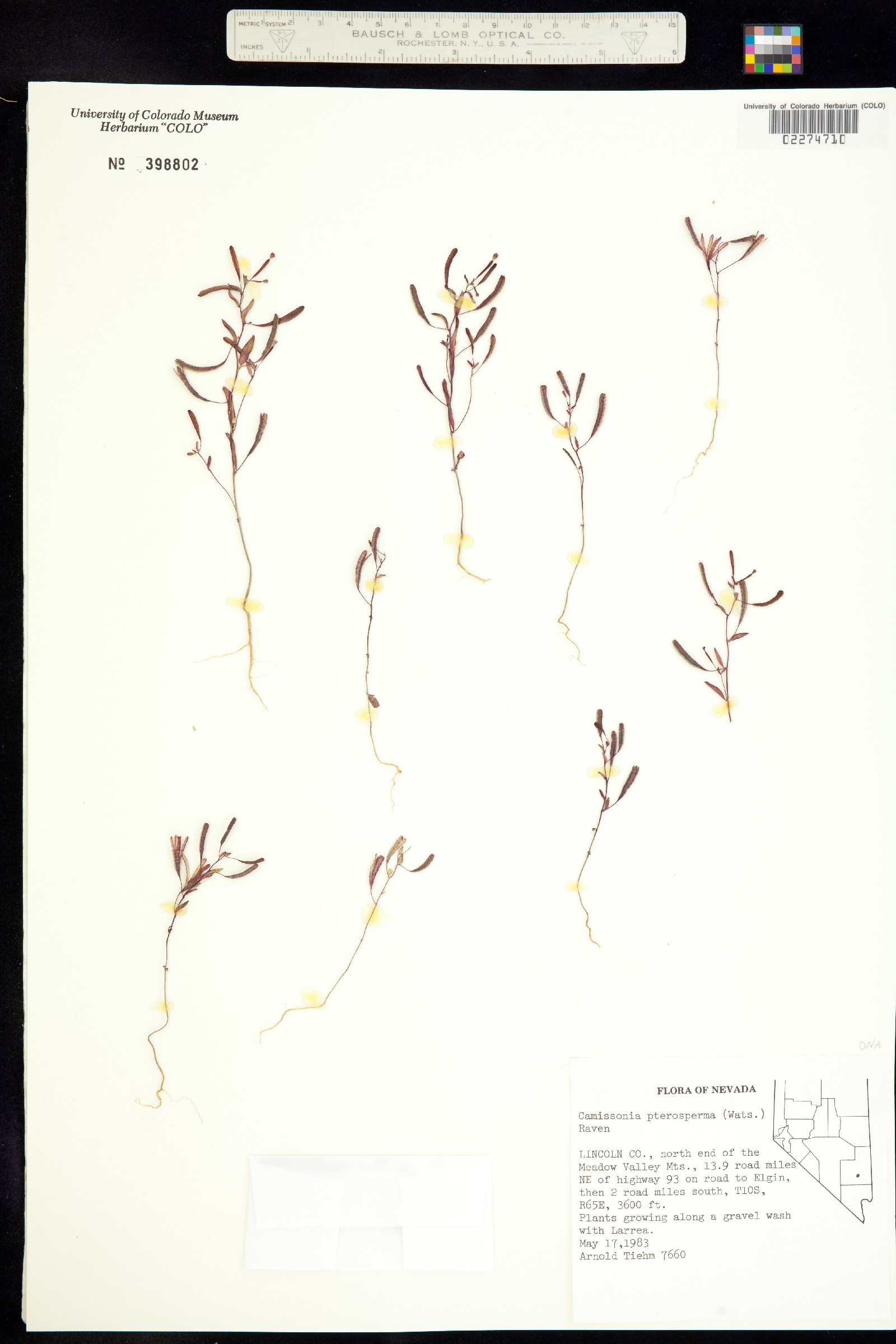 Chylismiella pterosperma image