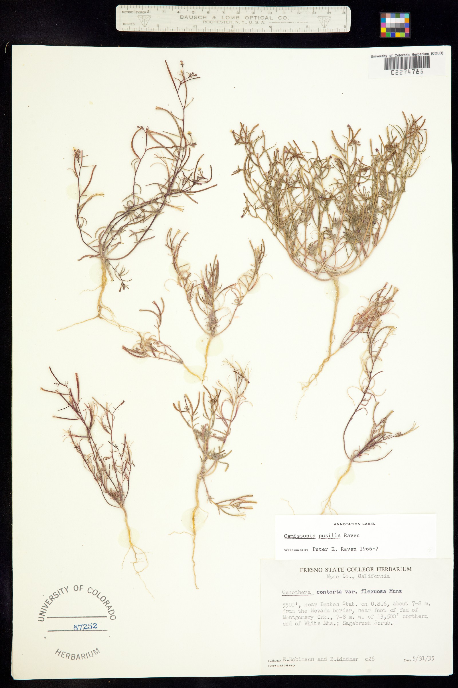 Camissonia pusilla image
