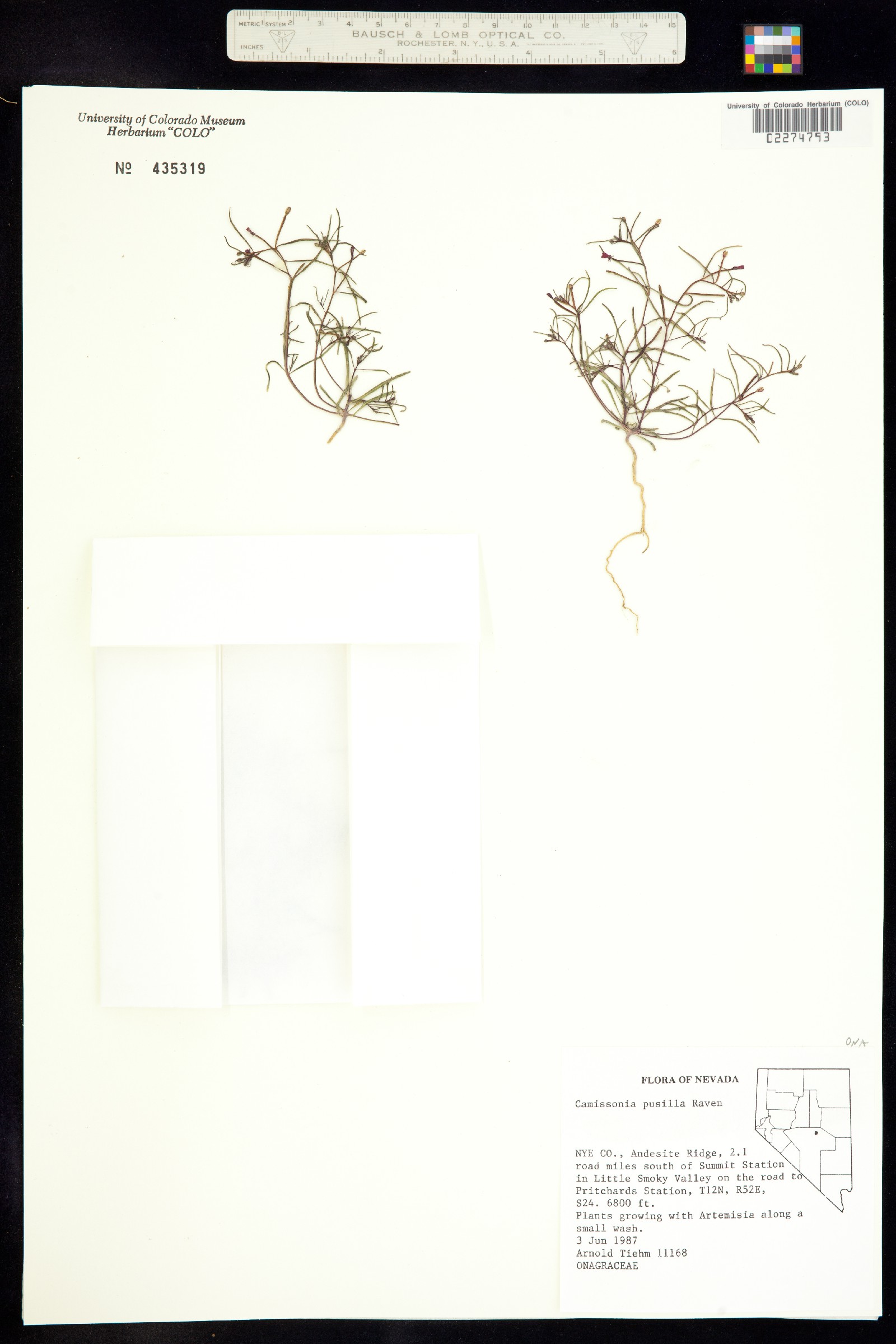 Camissonia pusilla image