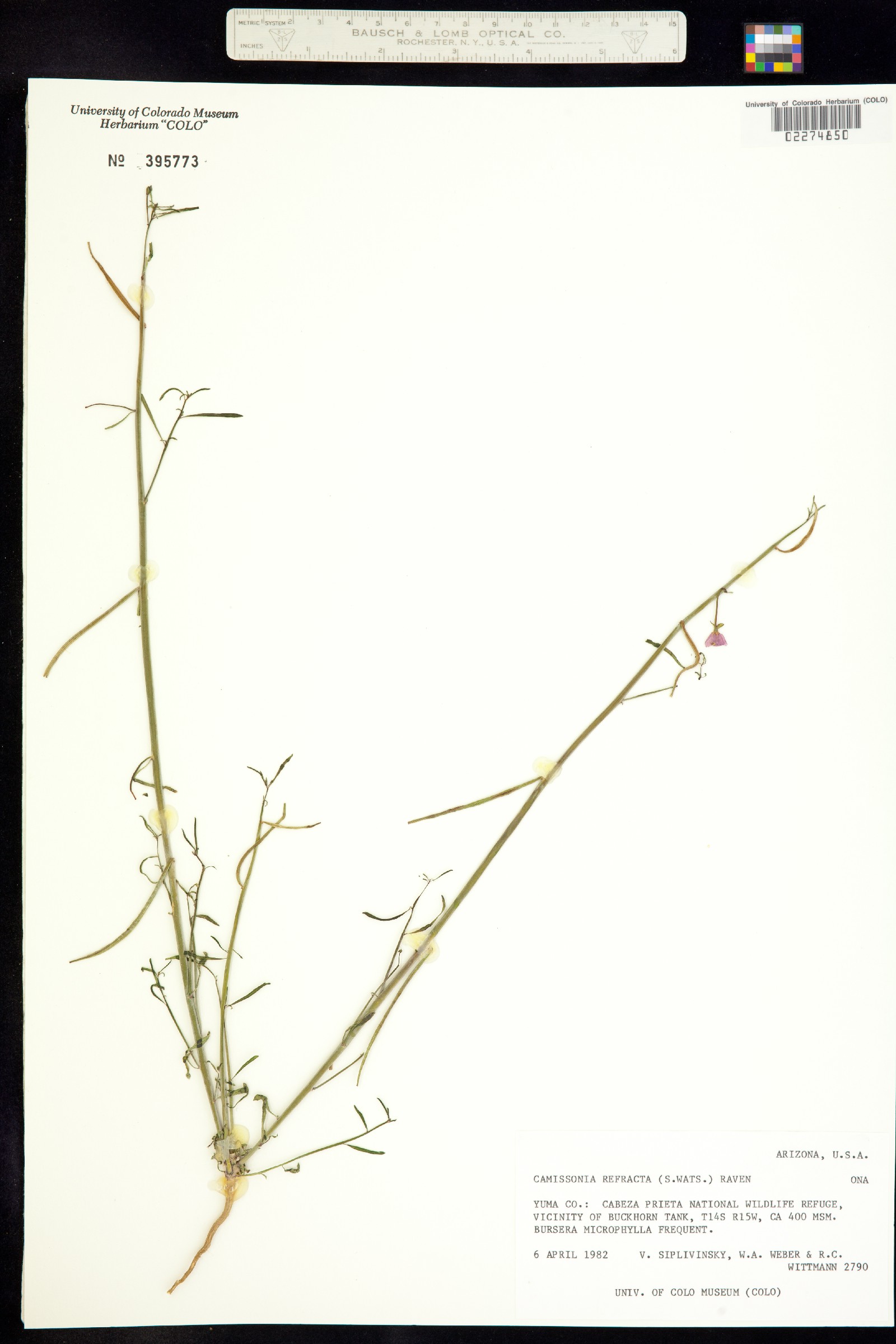 Eremothera refracta image