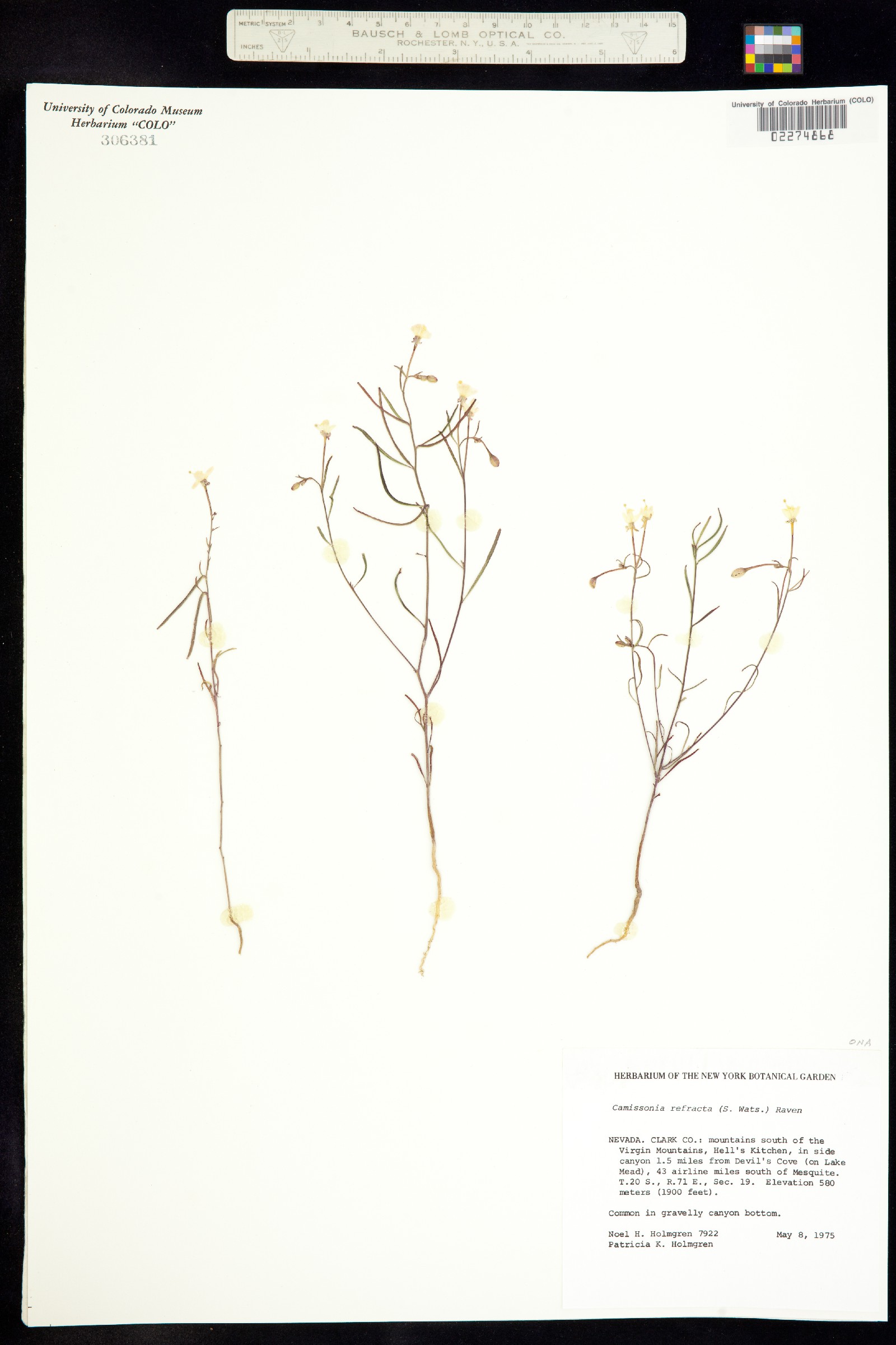 Eremothera refracta image