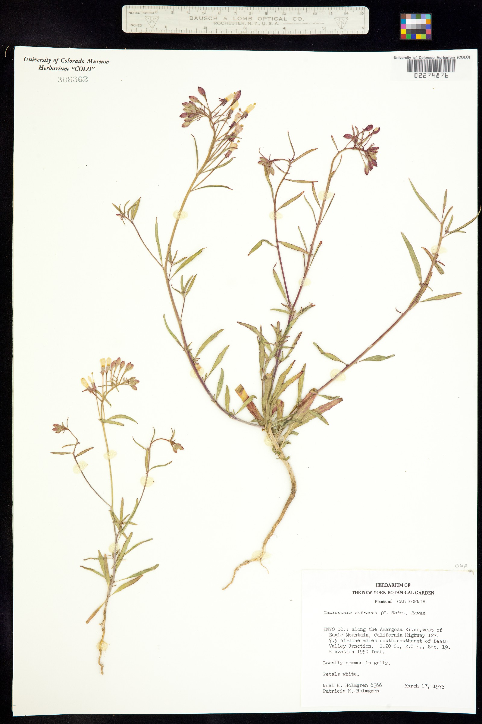 Eremothera refracta image