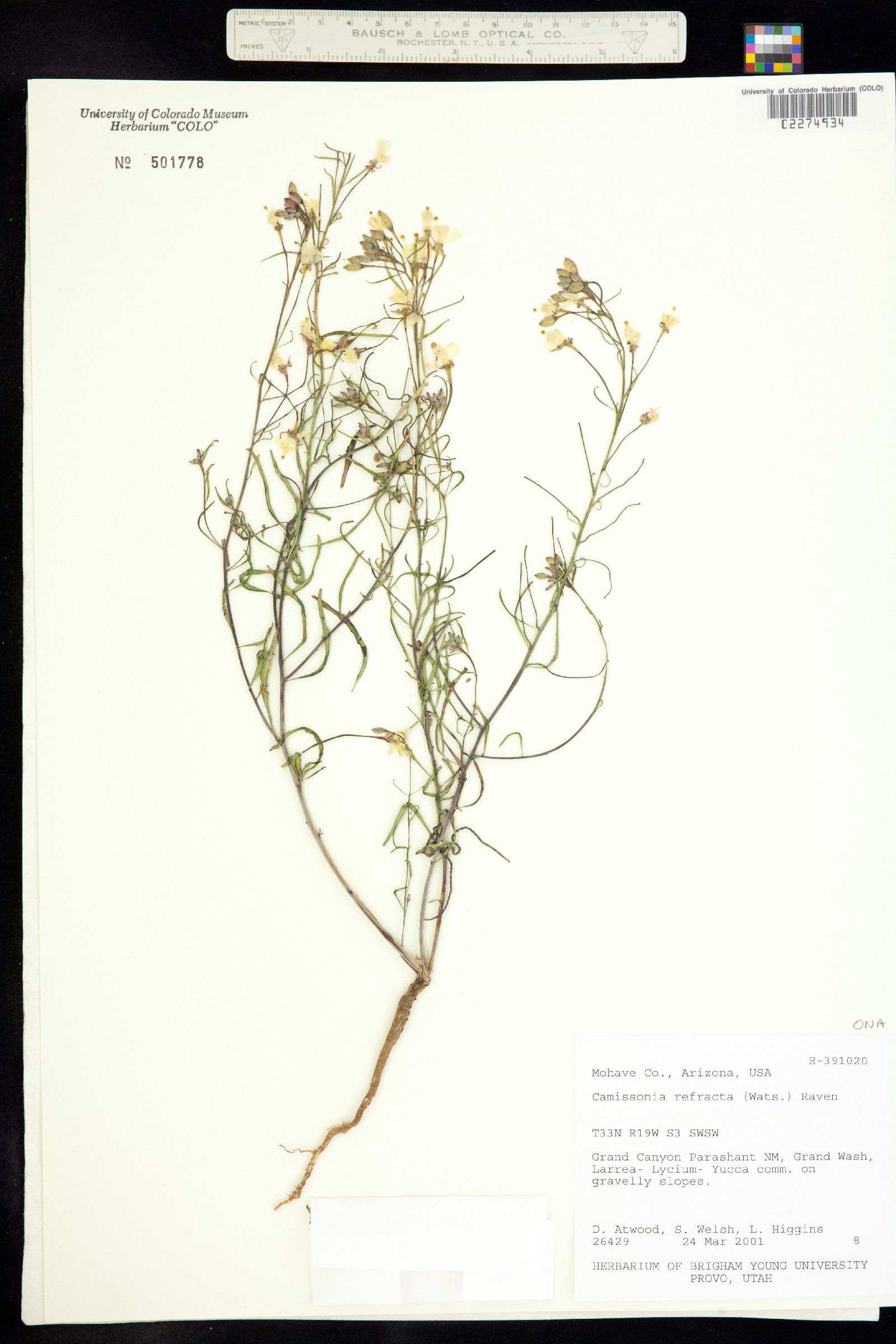 Eremothera refracta image
