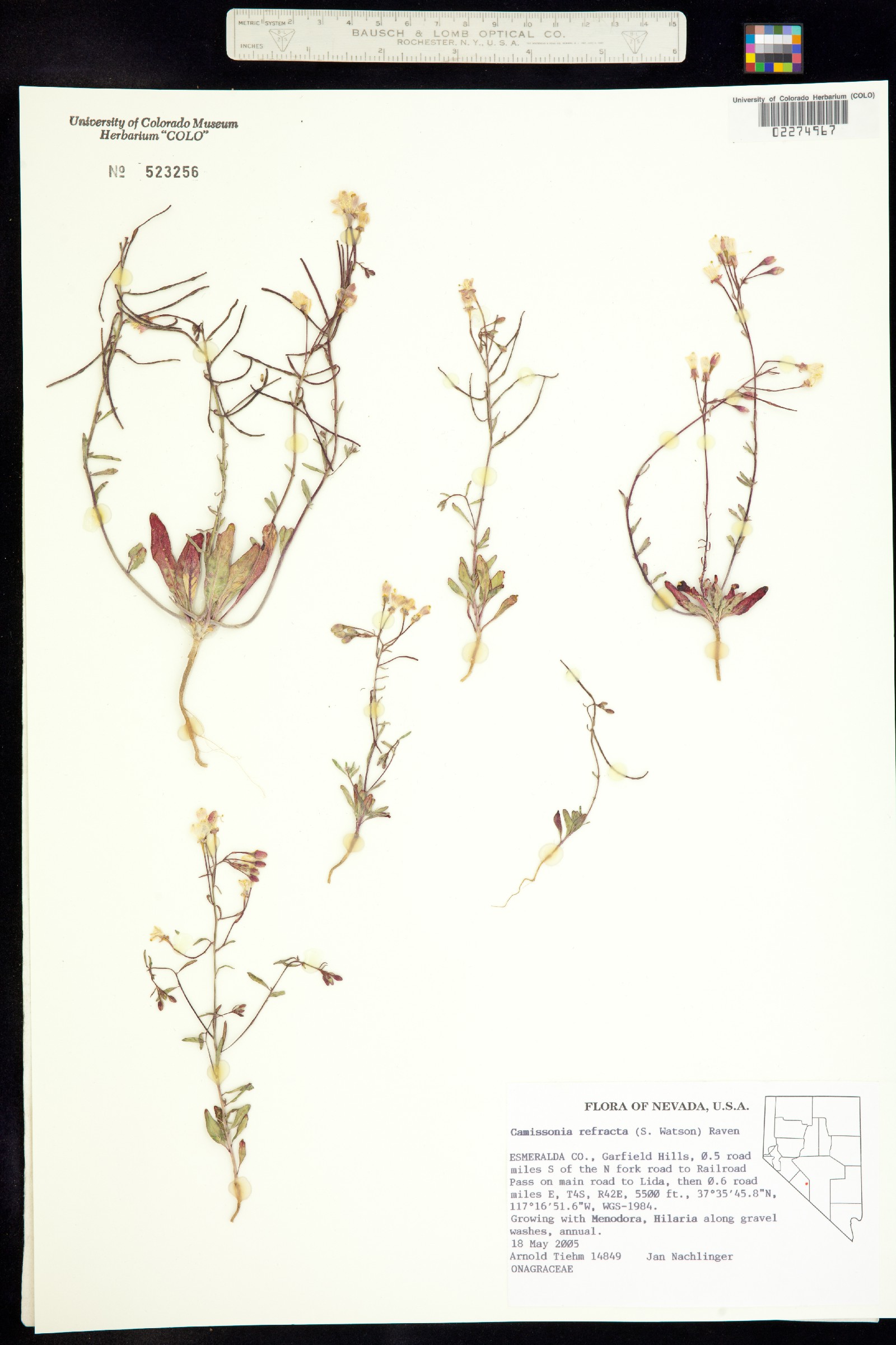 Eremothera refracta image