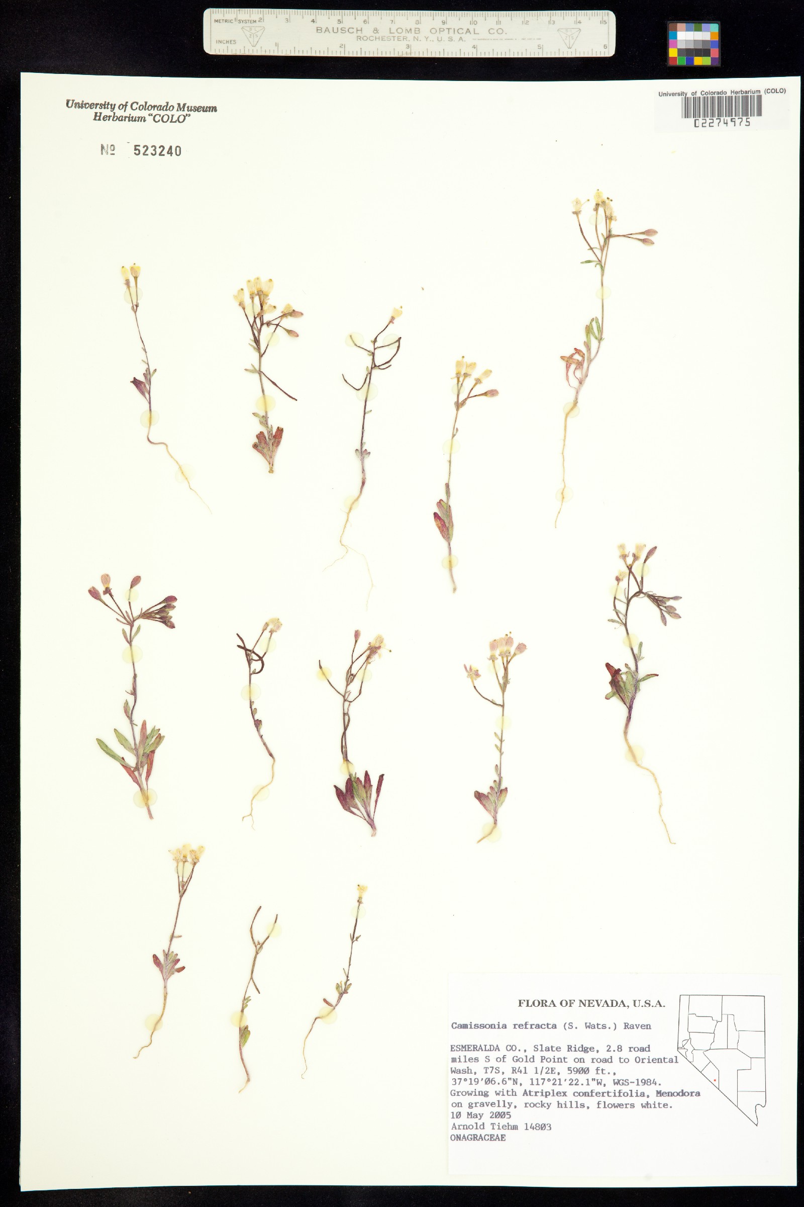 Eremothera refracta image