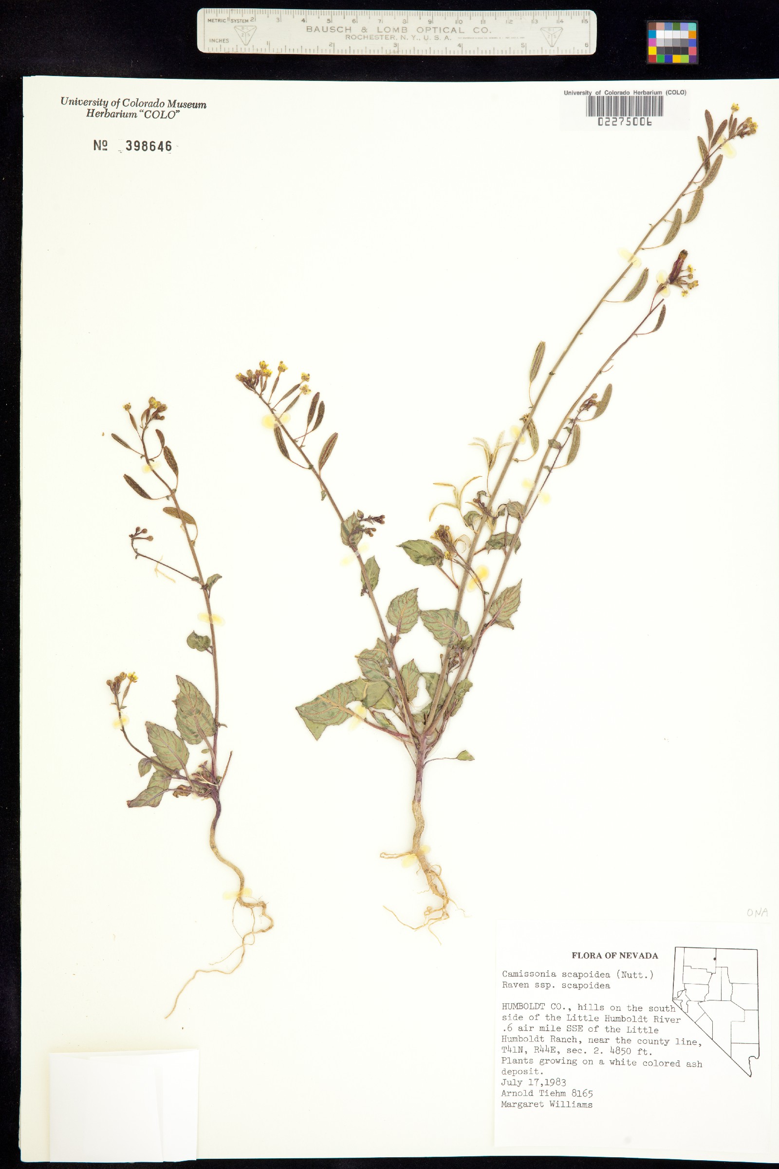 Chylismia scapoidea image