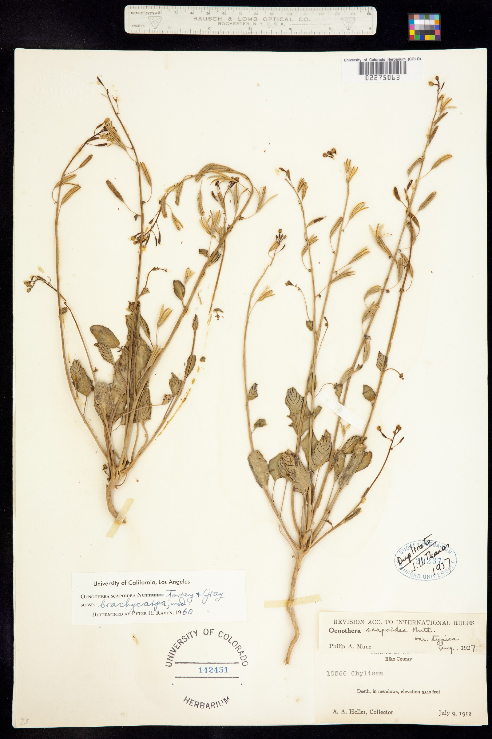 Chylismia scapoidea image