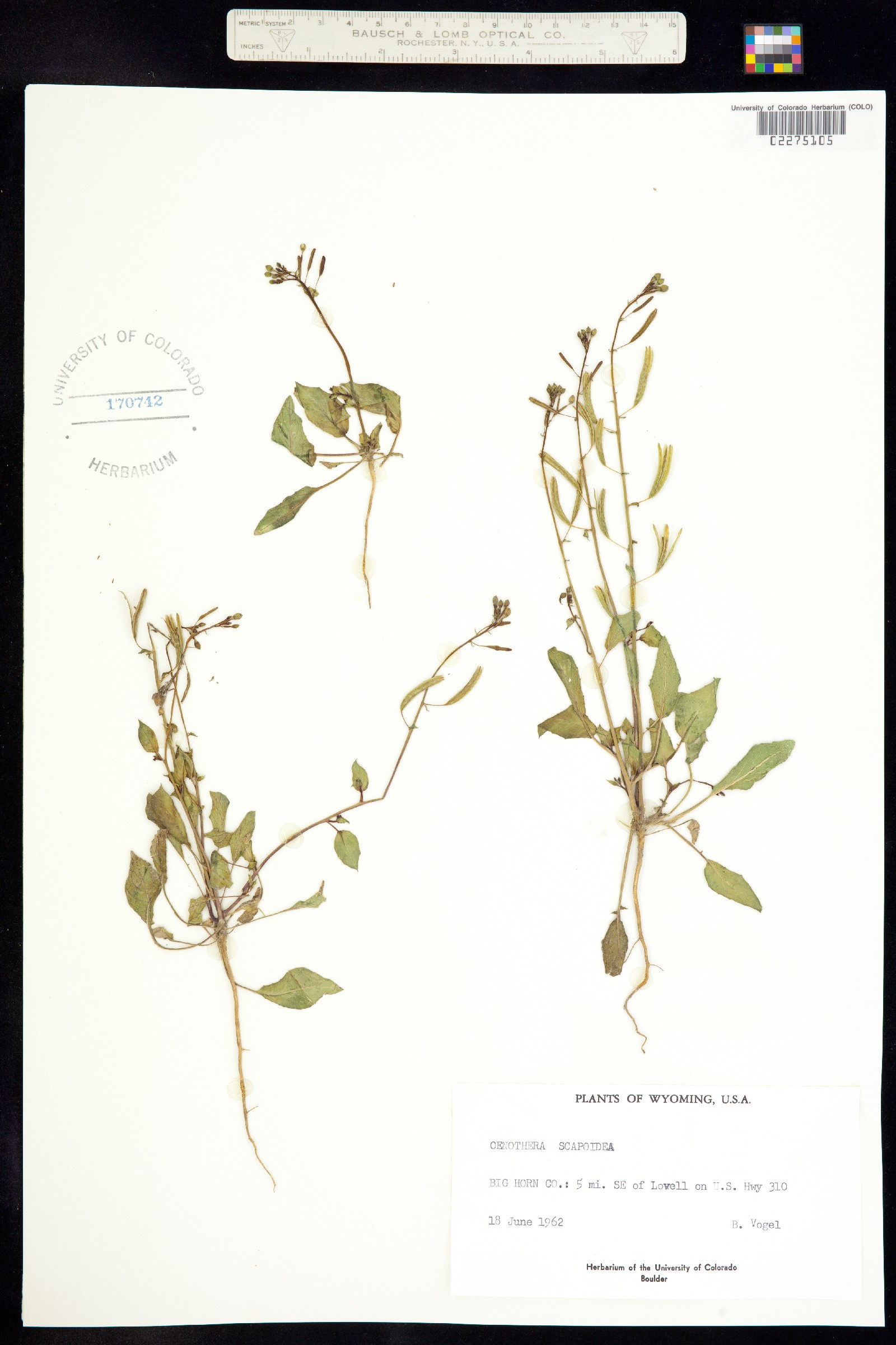 Chylismia scapoidea image