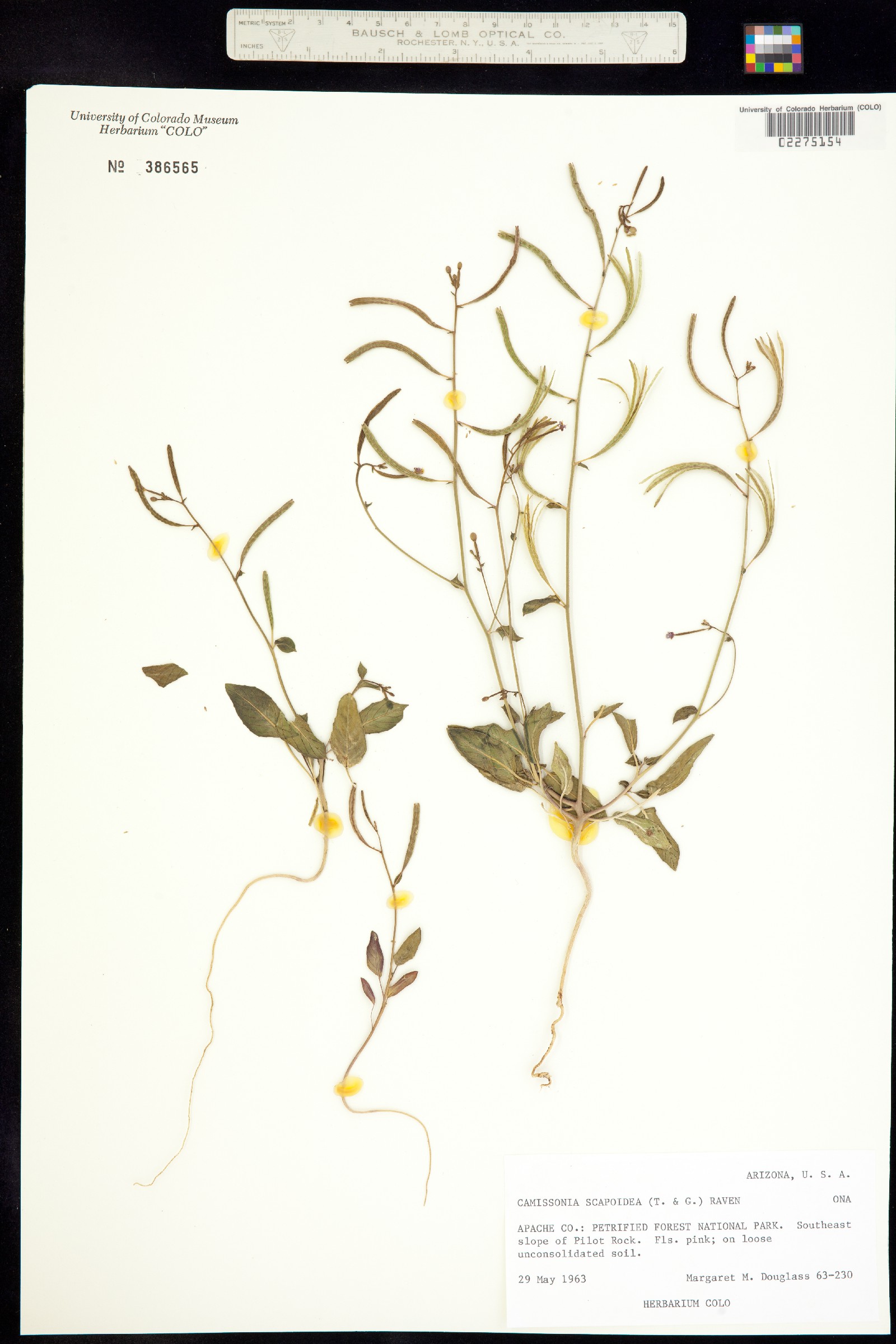 Chylismia scapoidea image