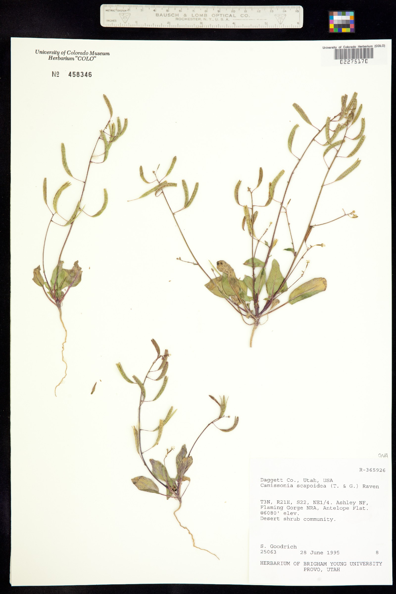 Chylismia scapoidea image