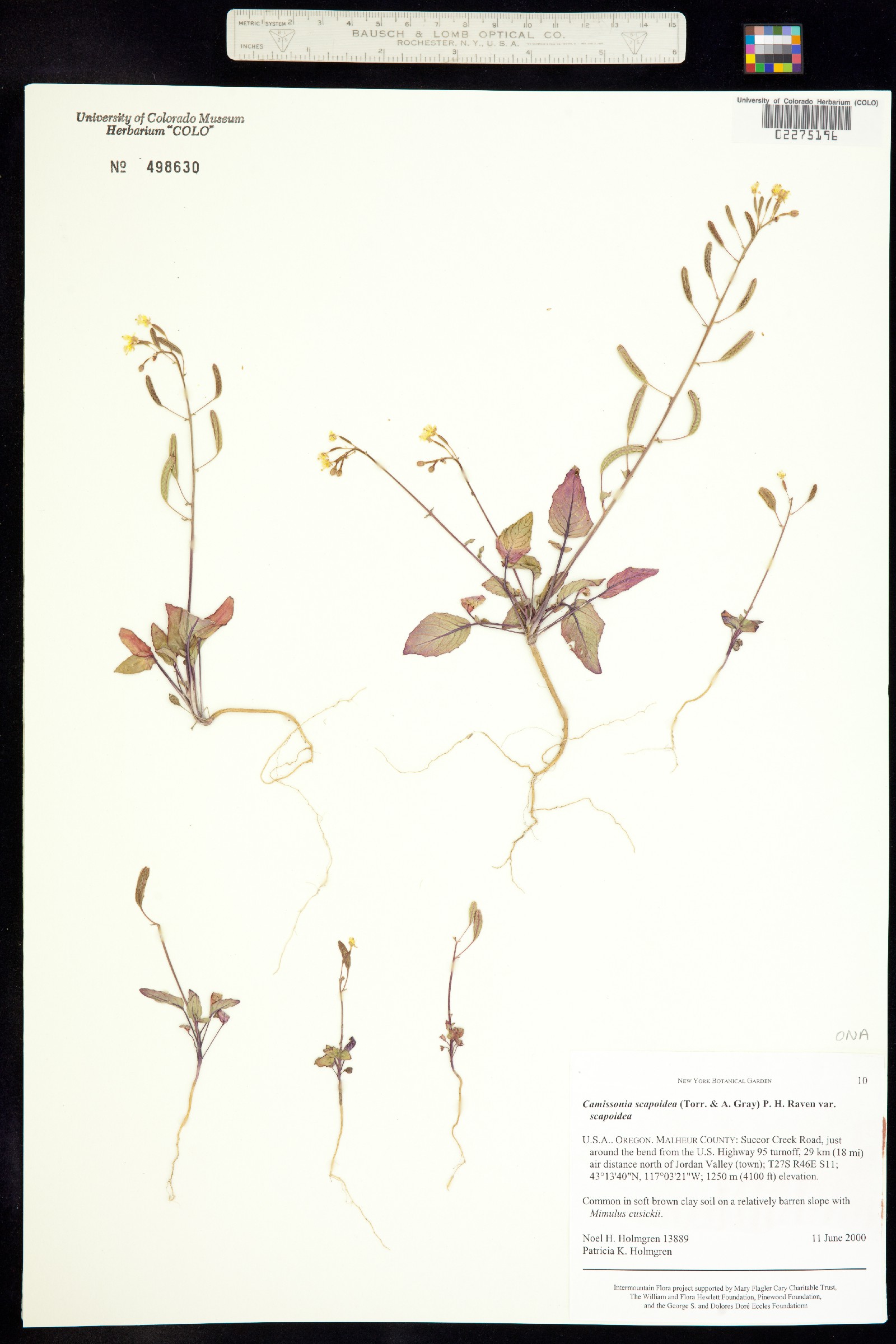 Chylismia scapoidea image