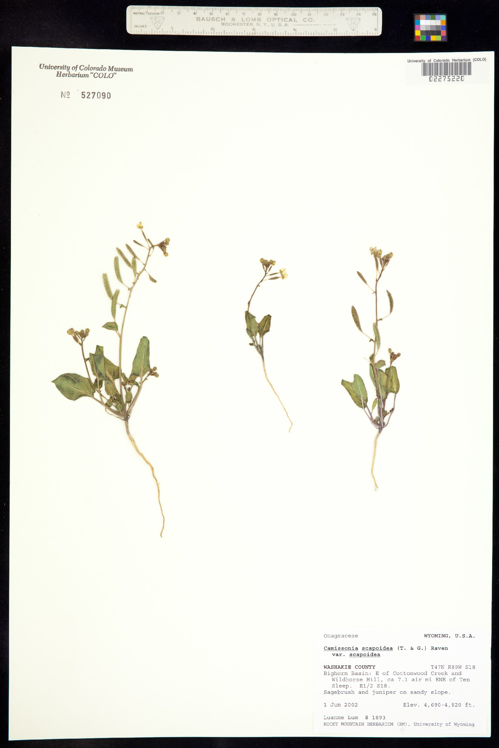 Chylismia scapoidea ssp. scapoidea image