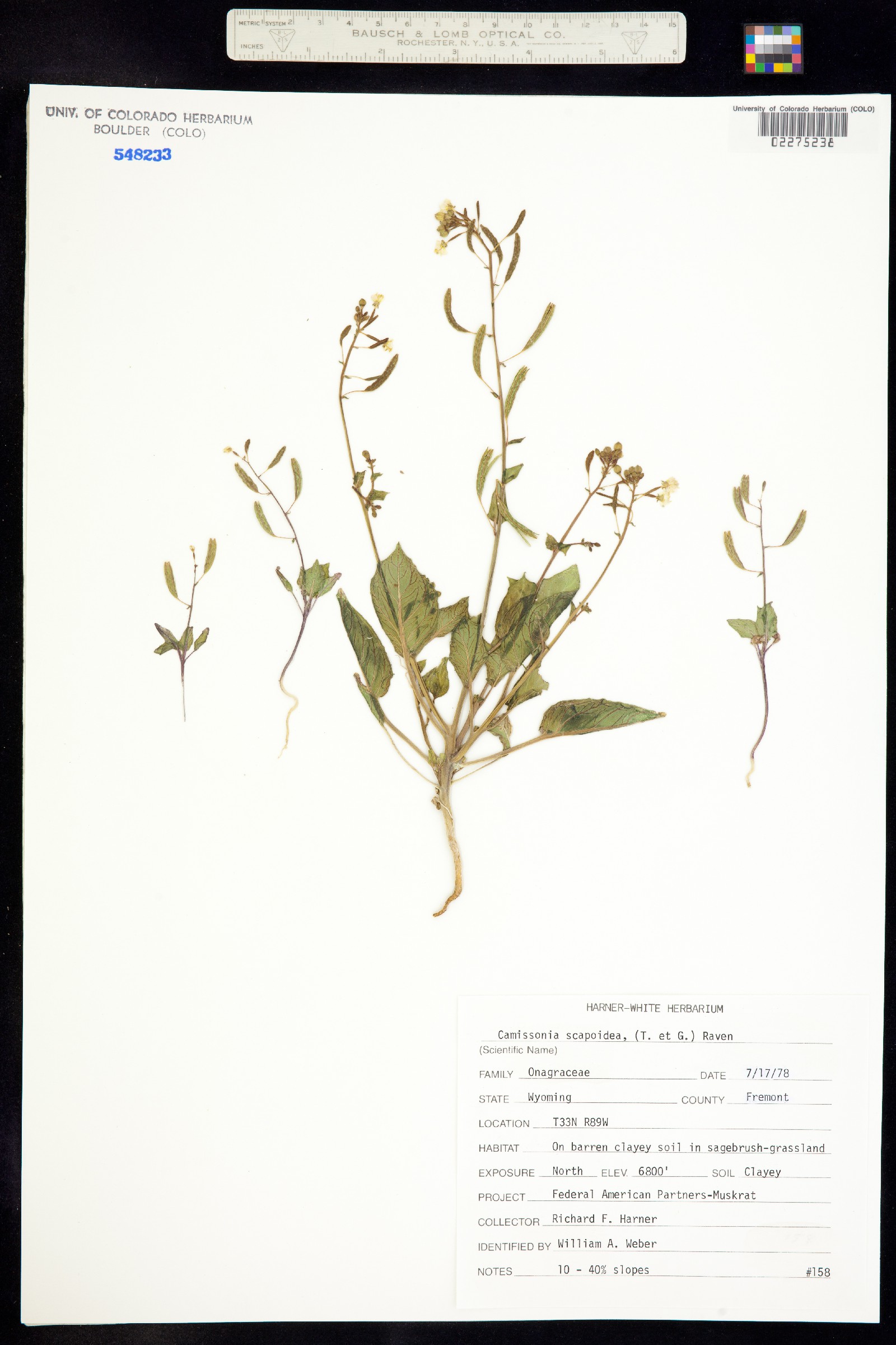 Chylismia scapoidea image