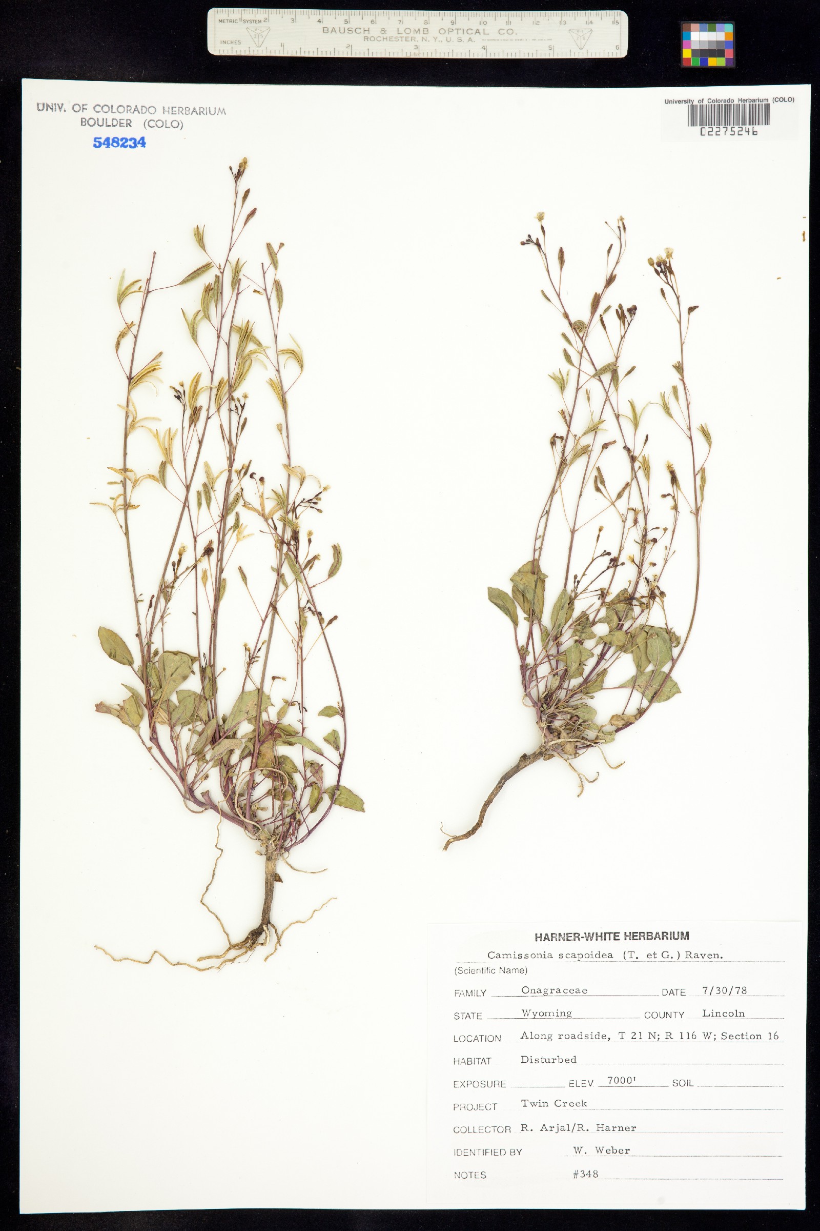 Chylismia scapoidea image