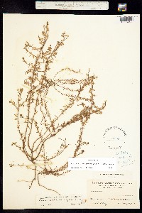 Image of Camissonia strigulosa