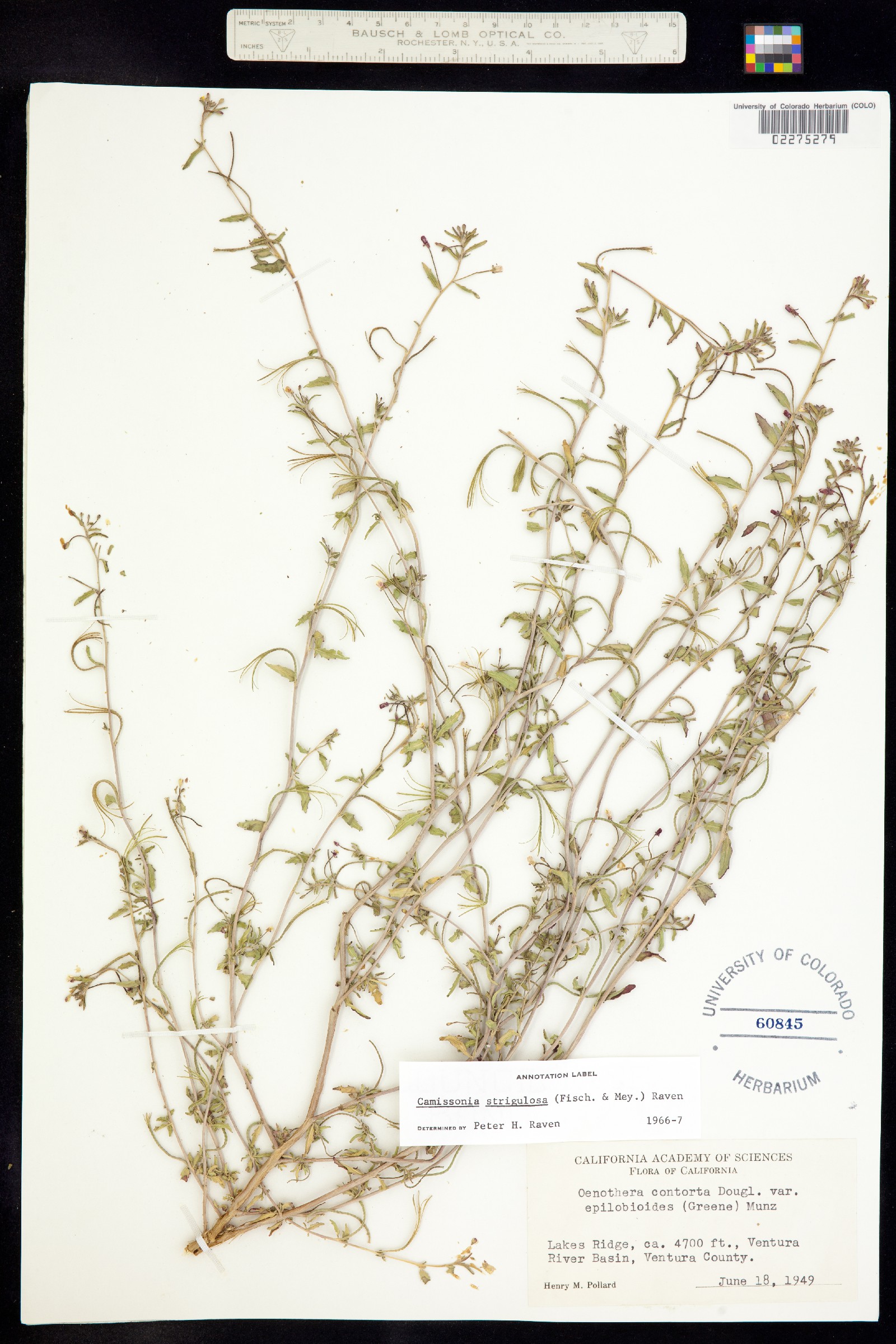 Camissonia strigulosa image