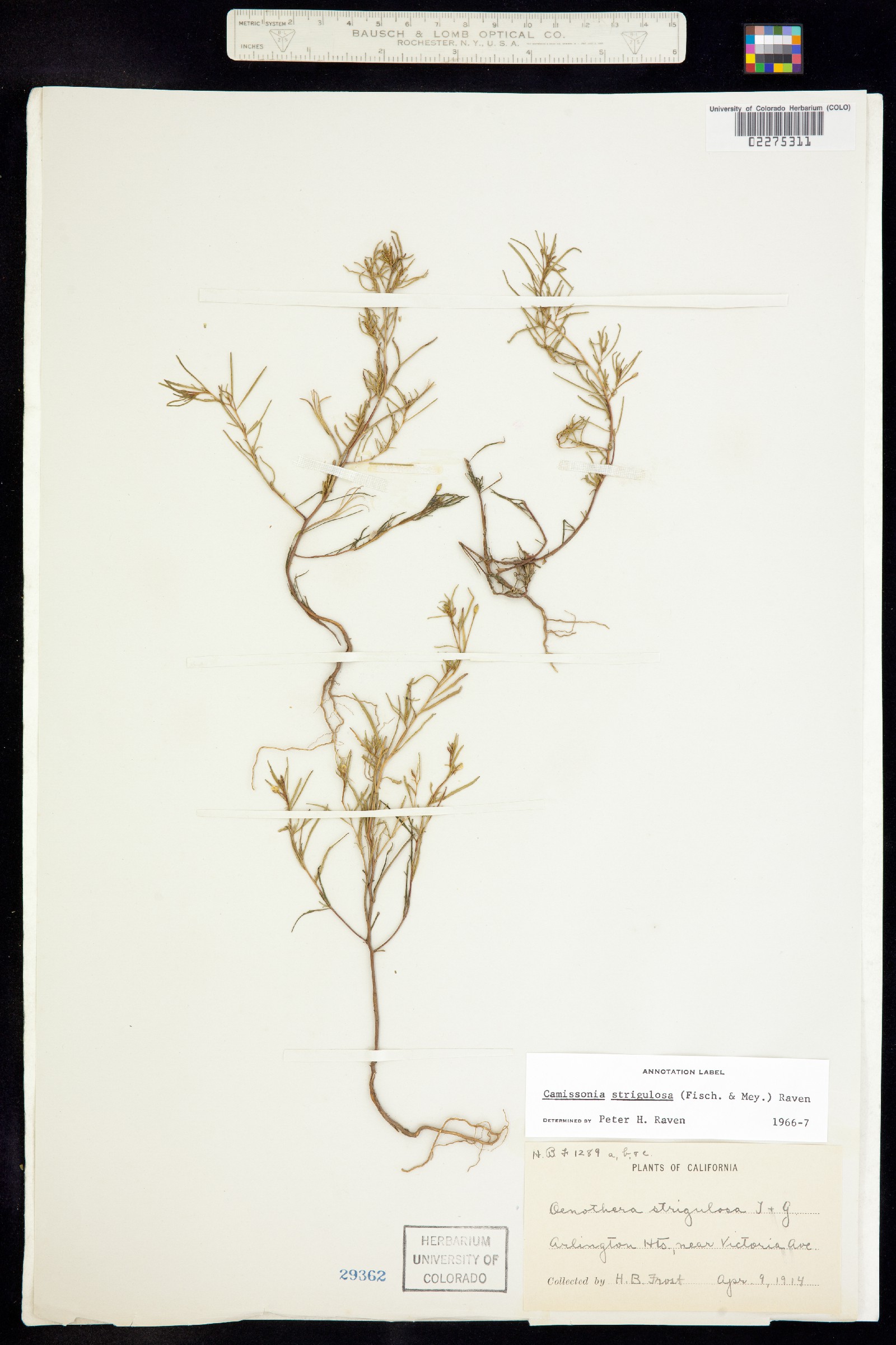 Camissonia strigulosa image