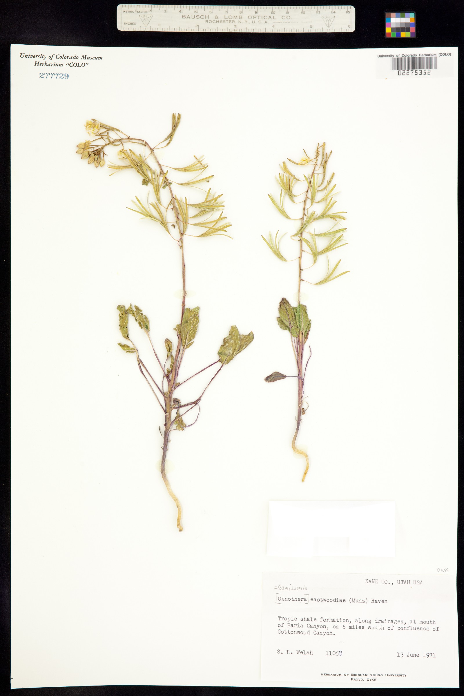 Chylismia eastwoodiae image