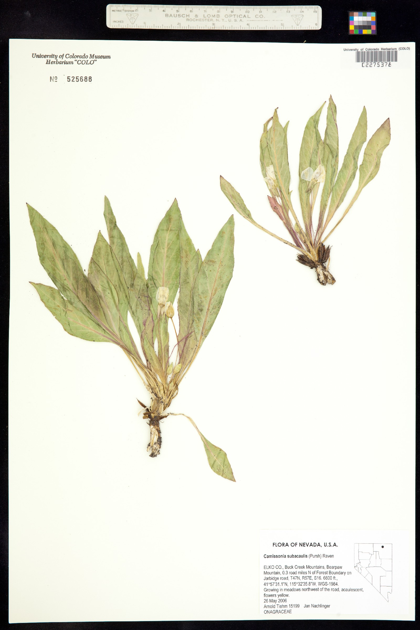 Taraxia subacaulis image