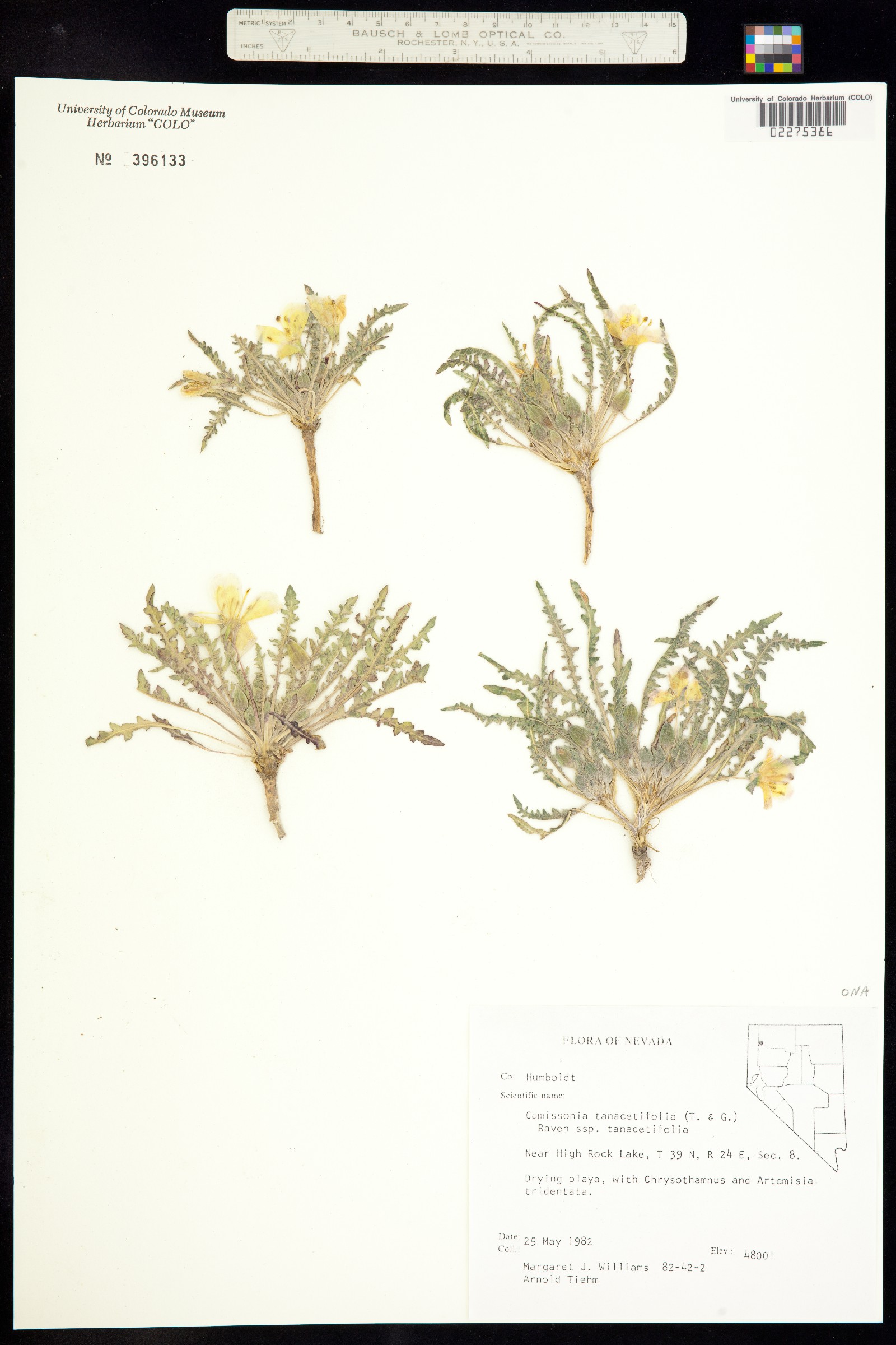 Taraxia tanacetifolia image