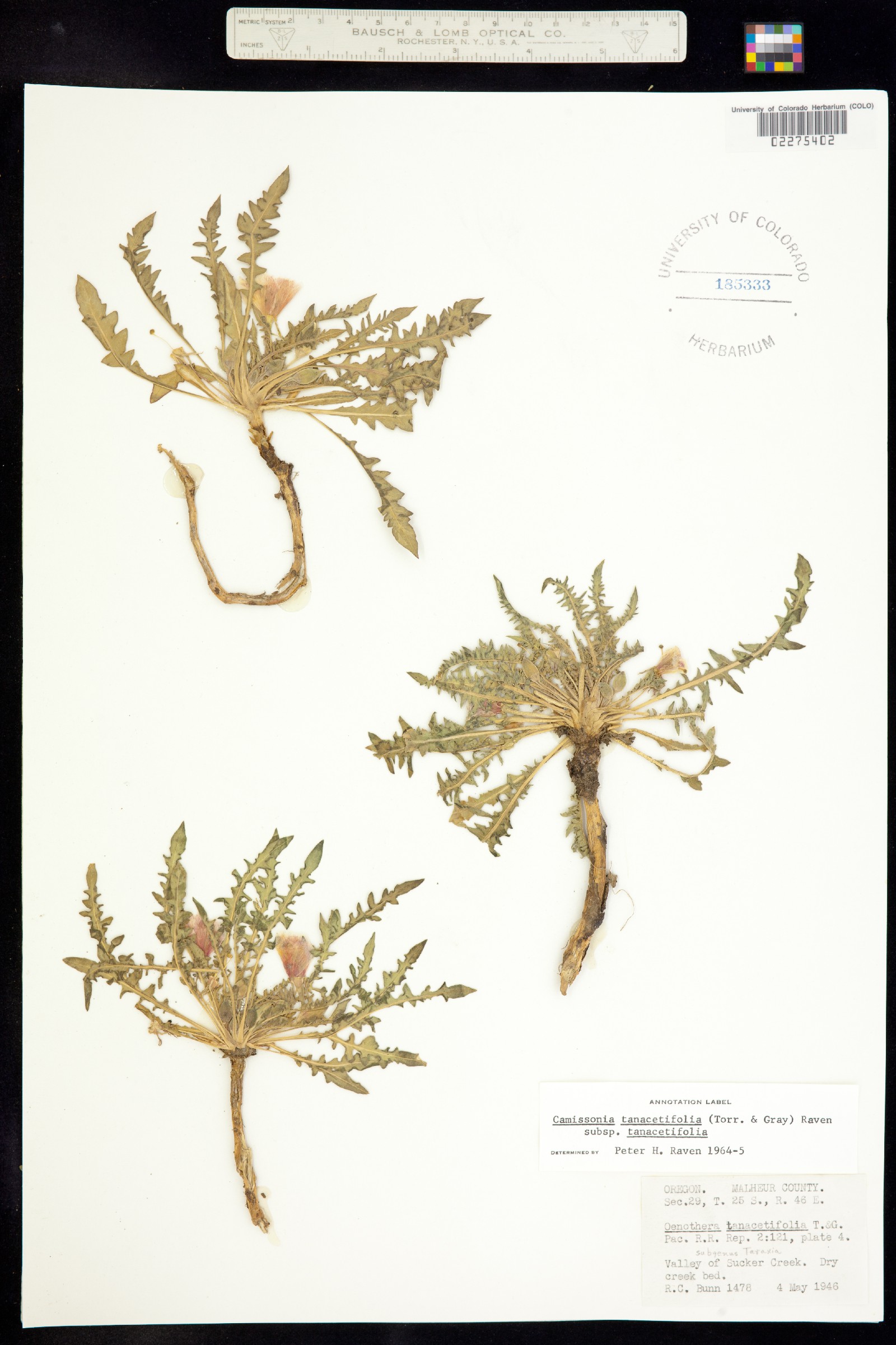 Taraxia tanacetifolia image