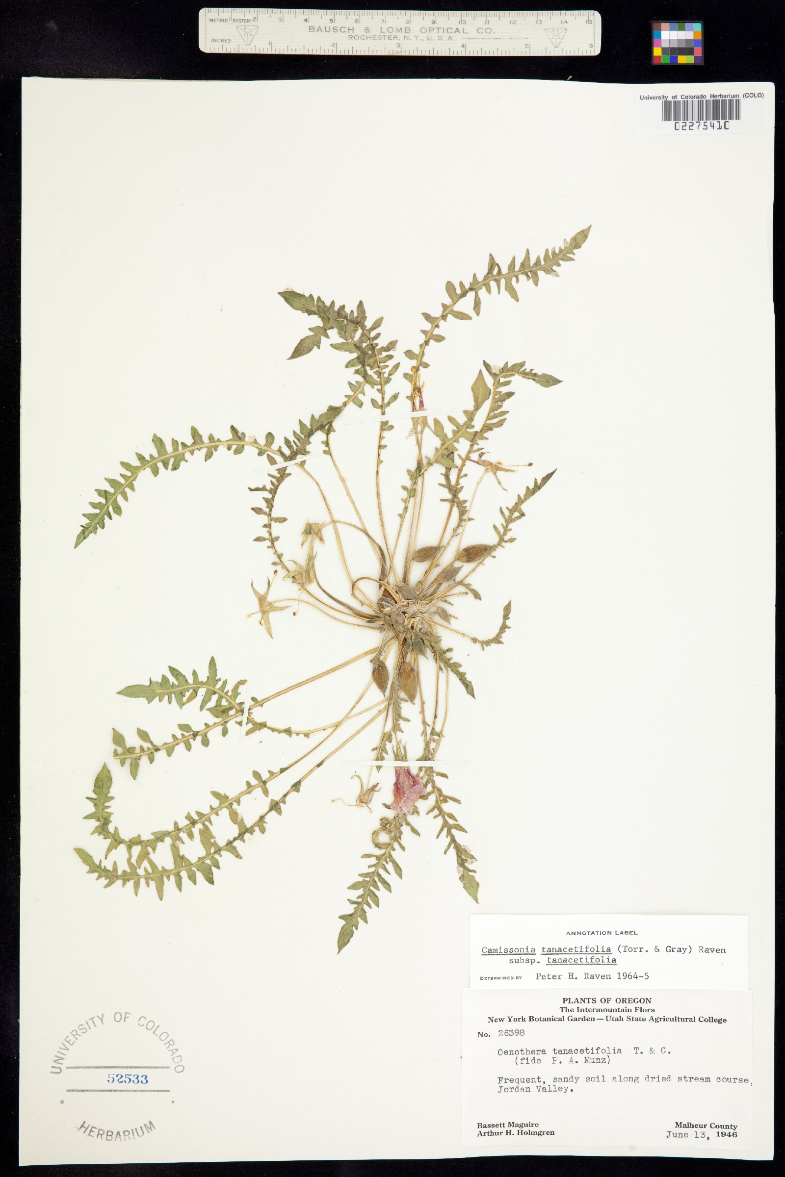 Taraxia tanacetifolia image