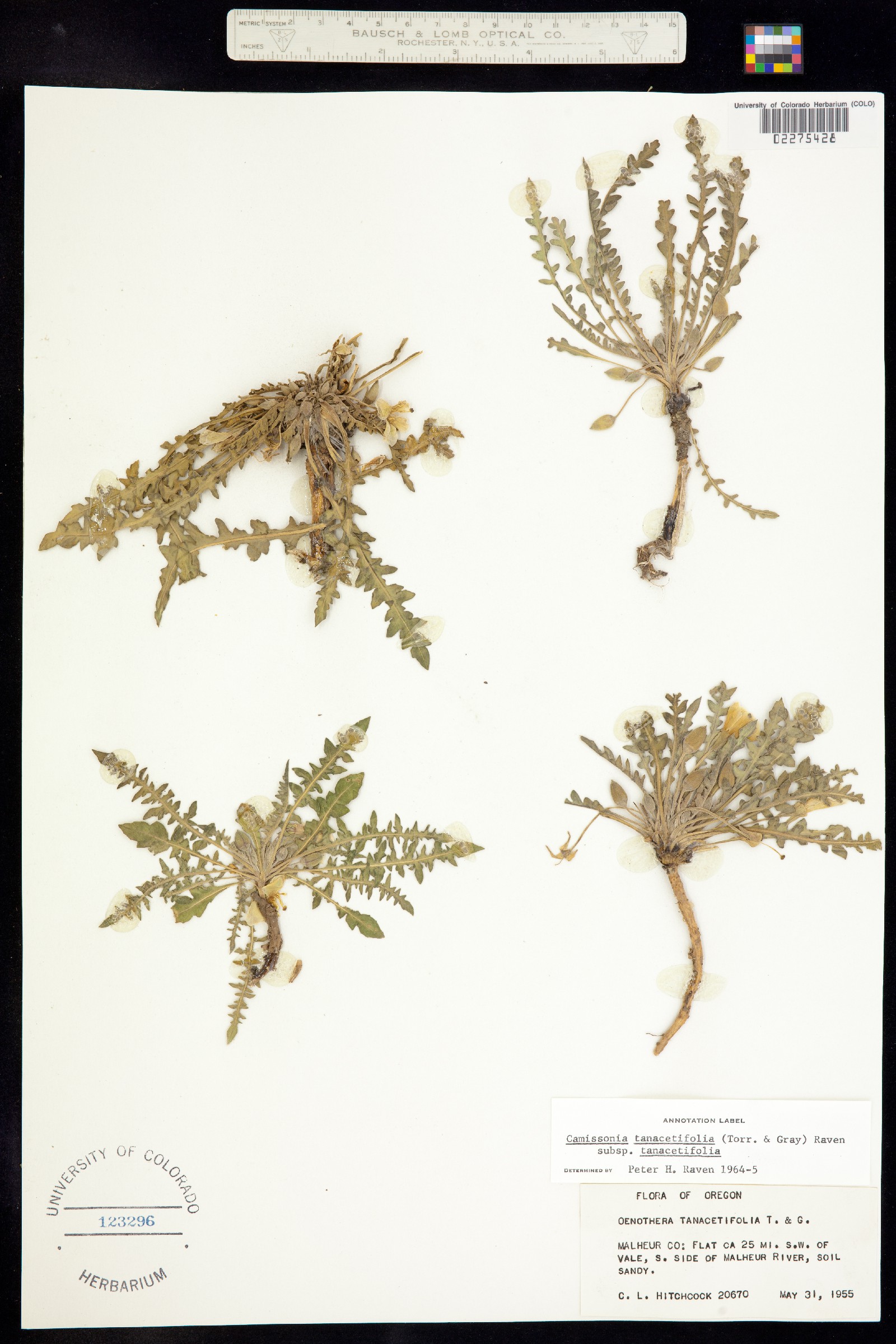 Taraxia tanacetifolia image