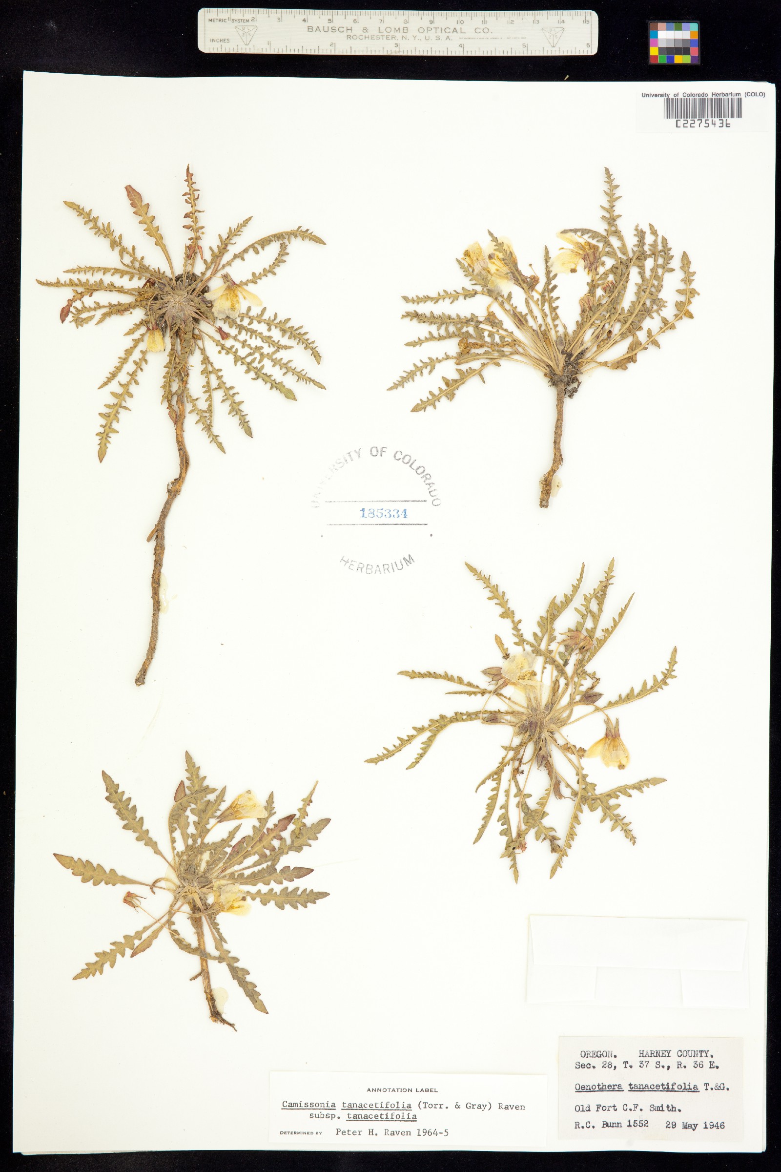 Taraxia tanacetifolia image