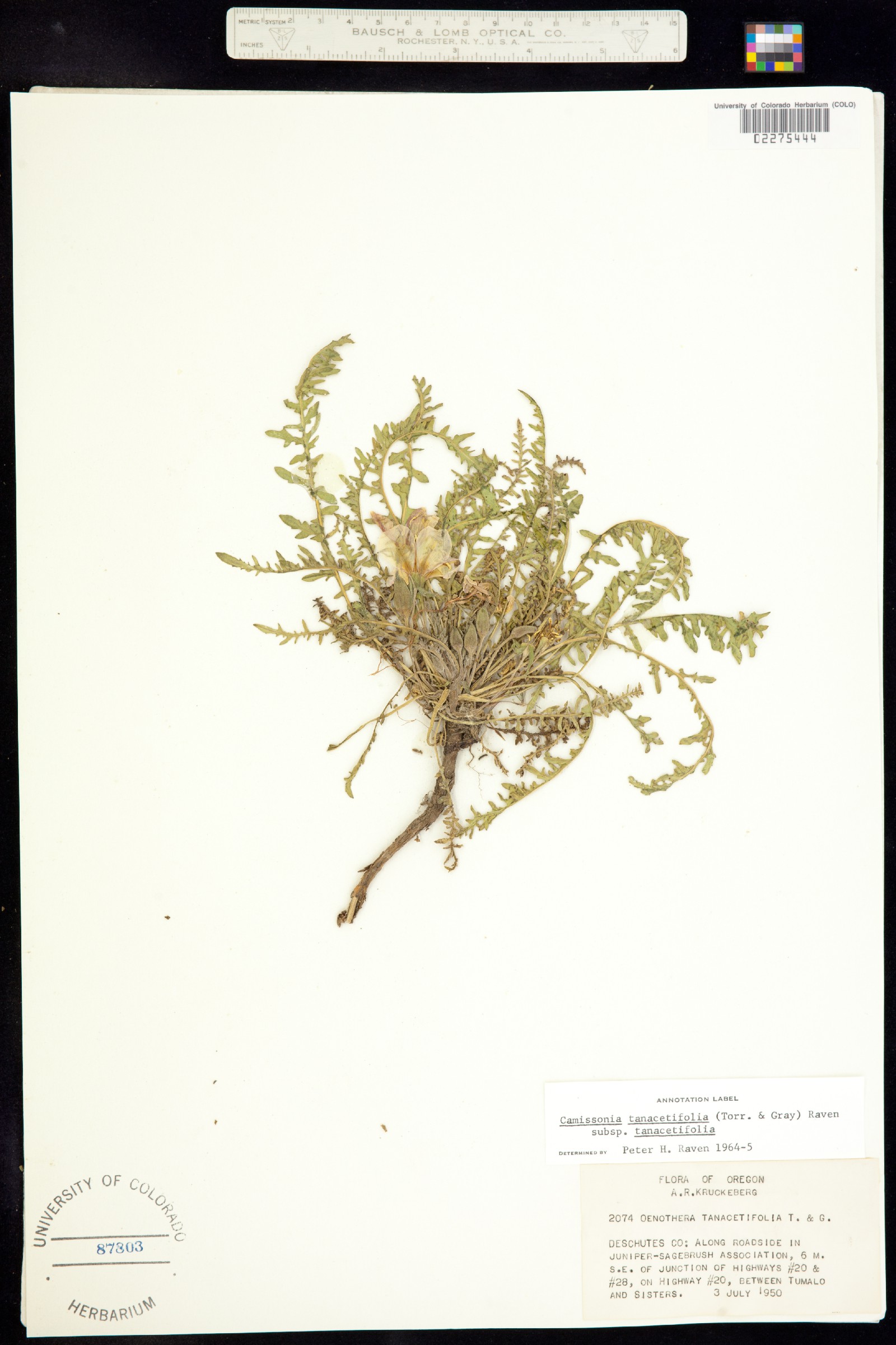 Taraxia tanacetifolia image