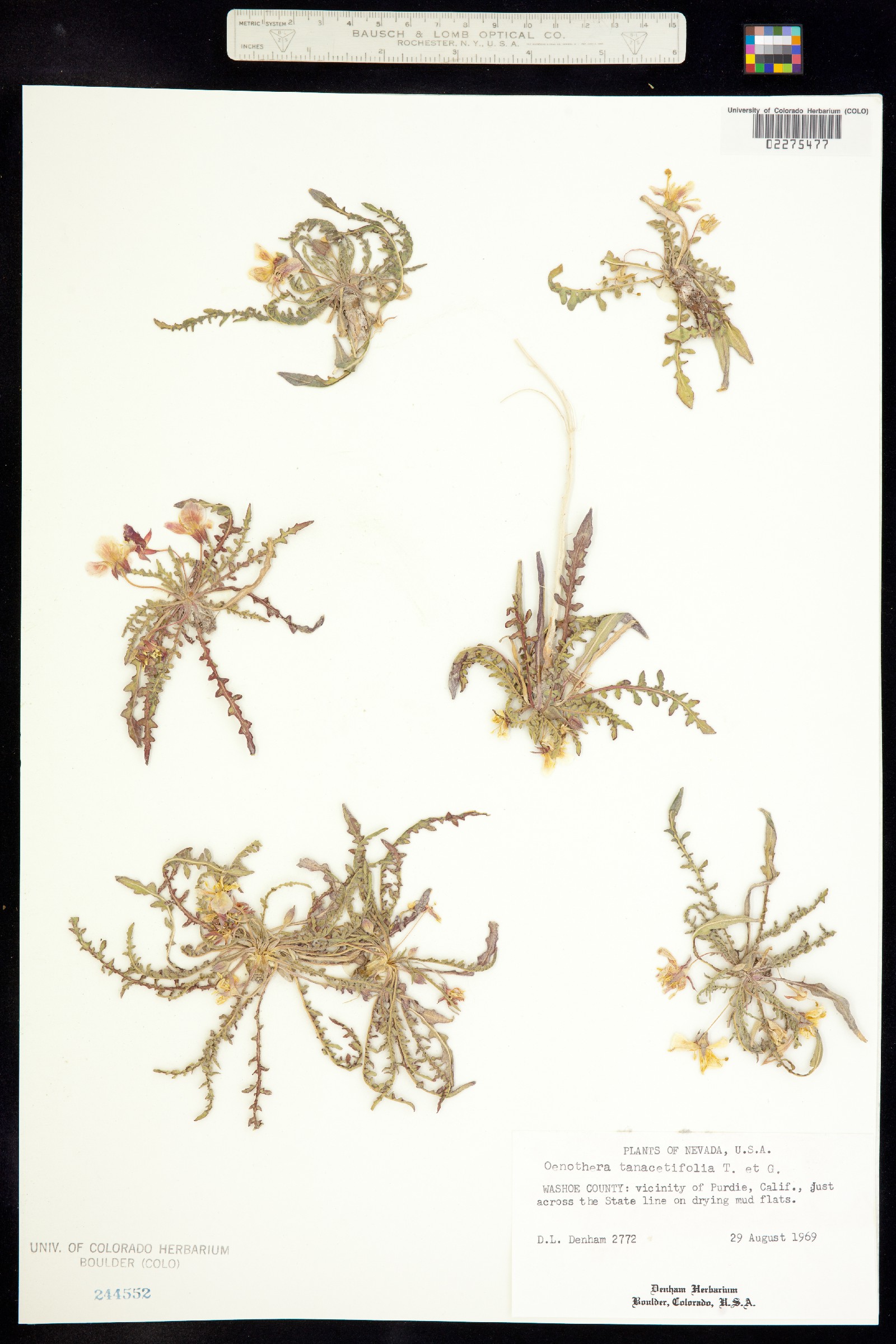 Taraxia tanacetifolia image