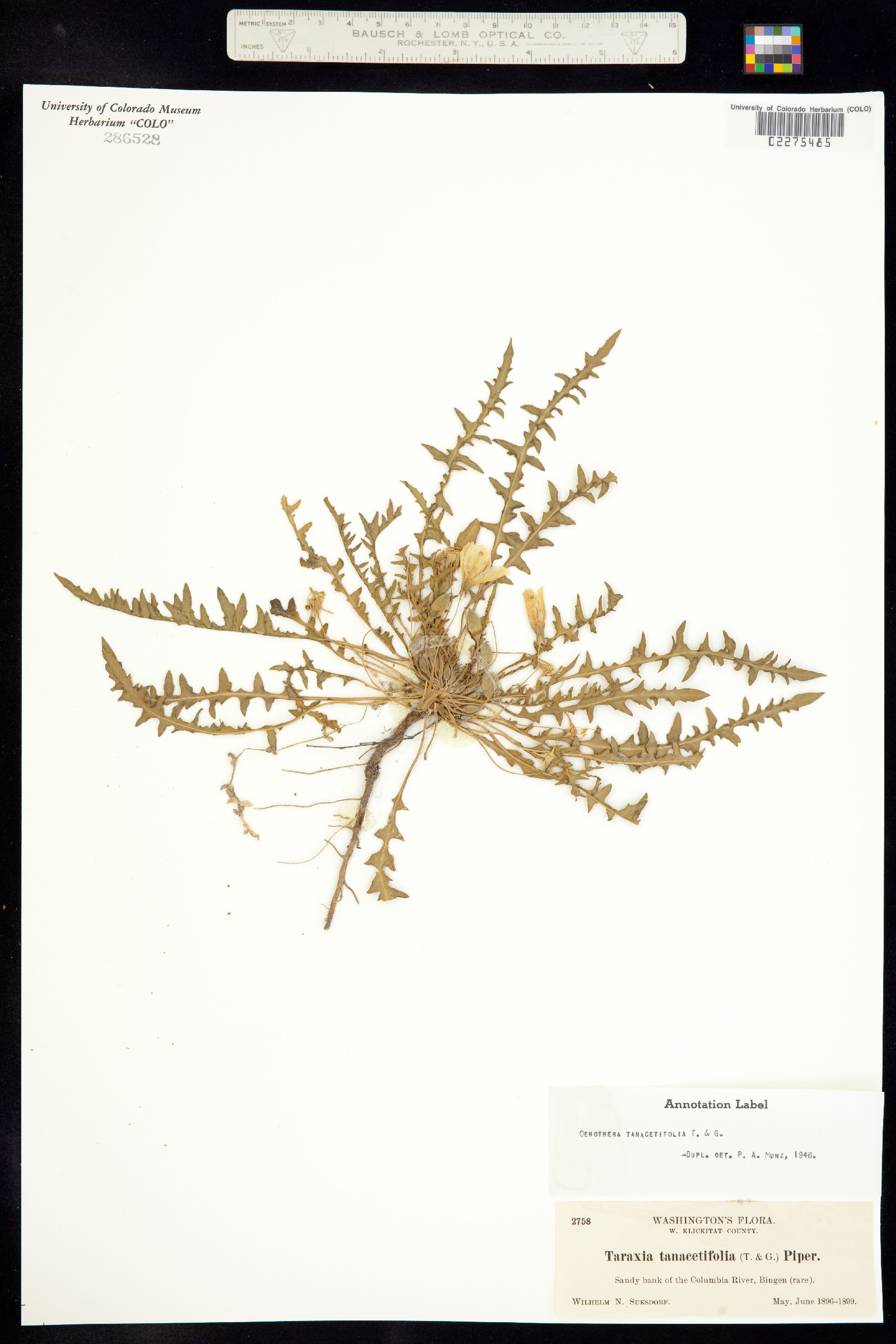 Taraxia tanacetifolia image