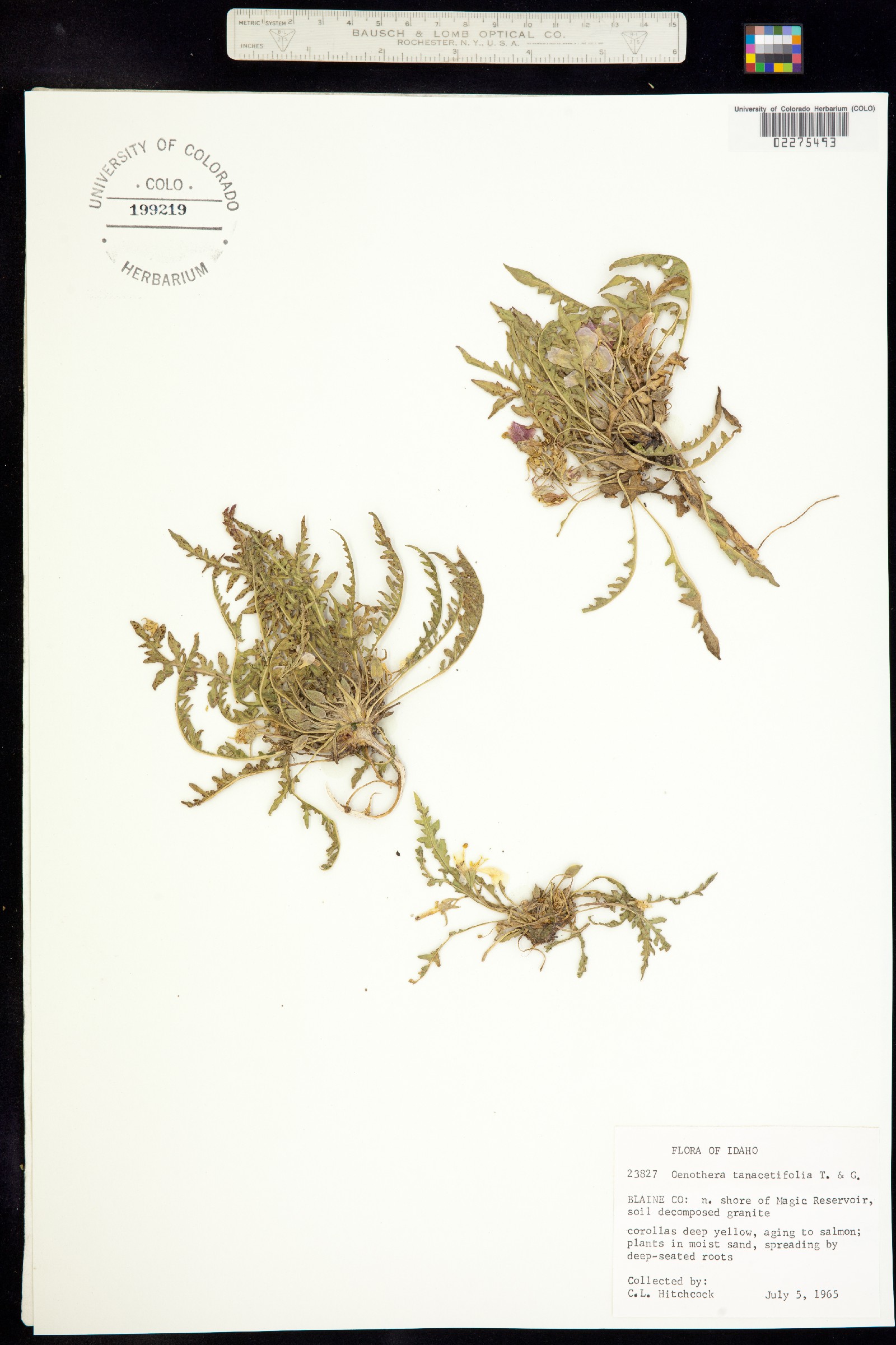 Taraxia tanacetifolia image